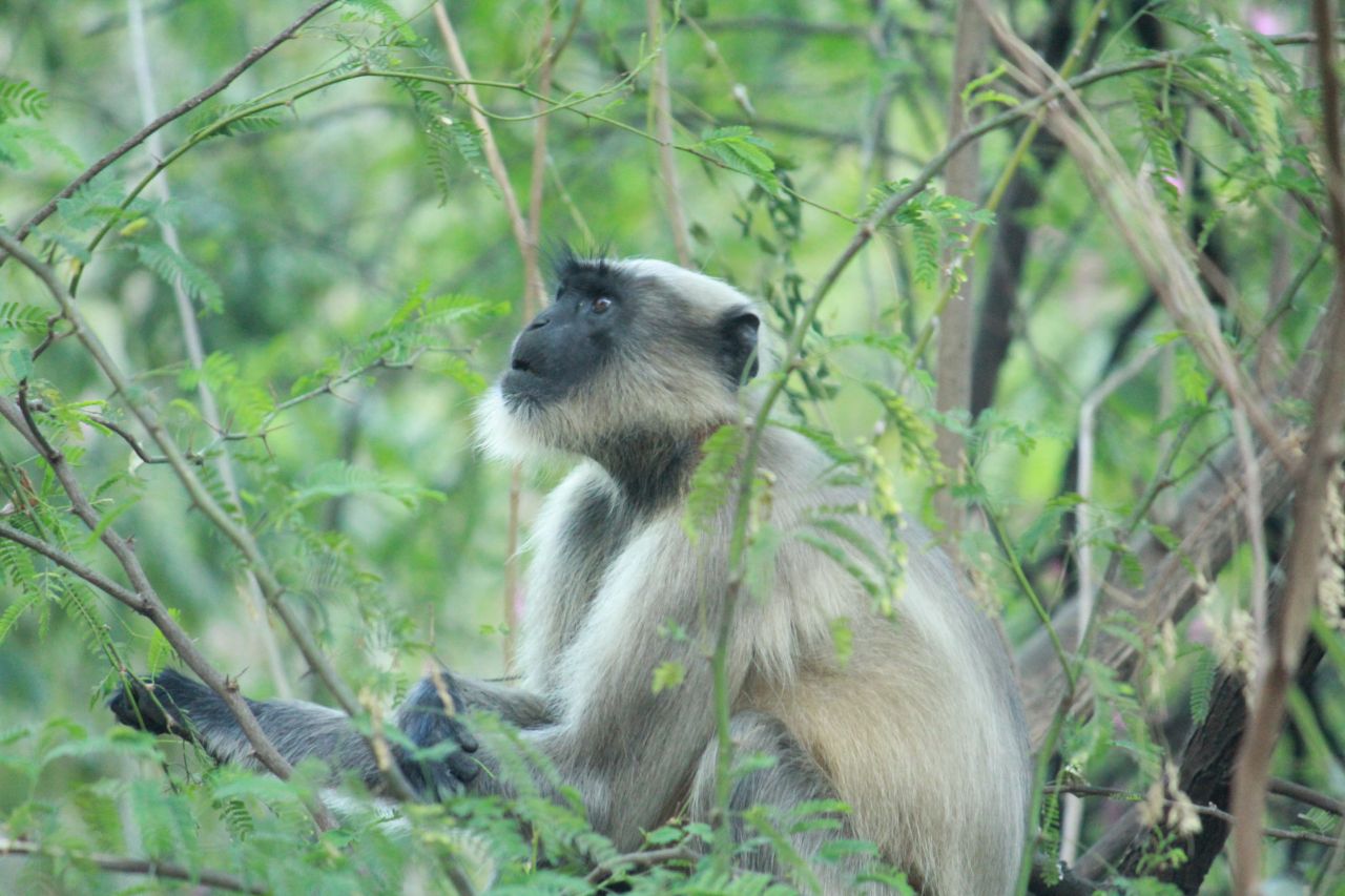 Monkey Looking Upwards Tree Stock Free