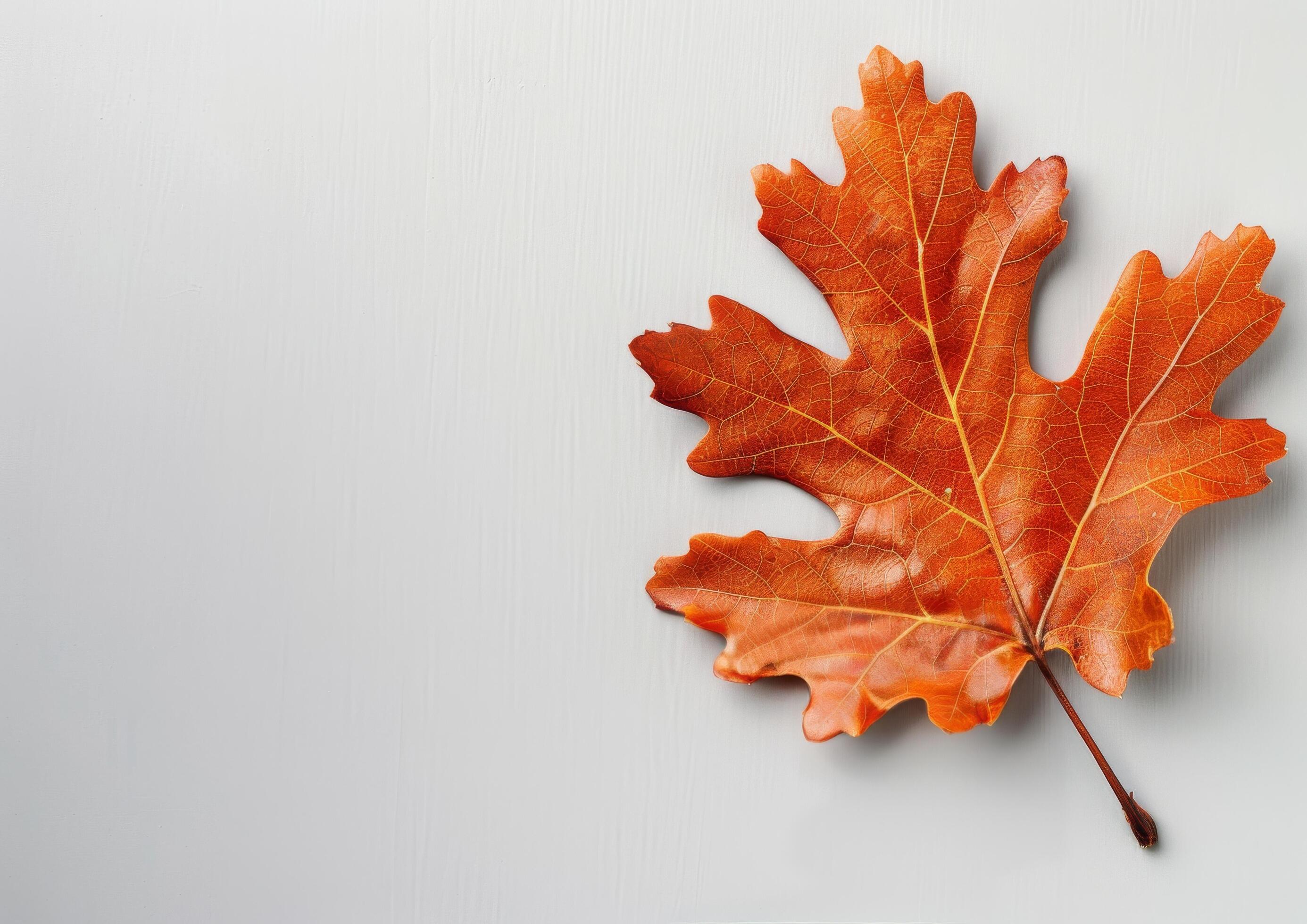 Single Red Leaf on White Background Stock Free