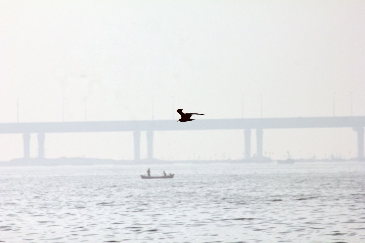 Bird Boat Bridge Stock Free