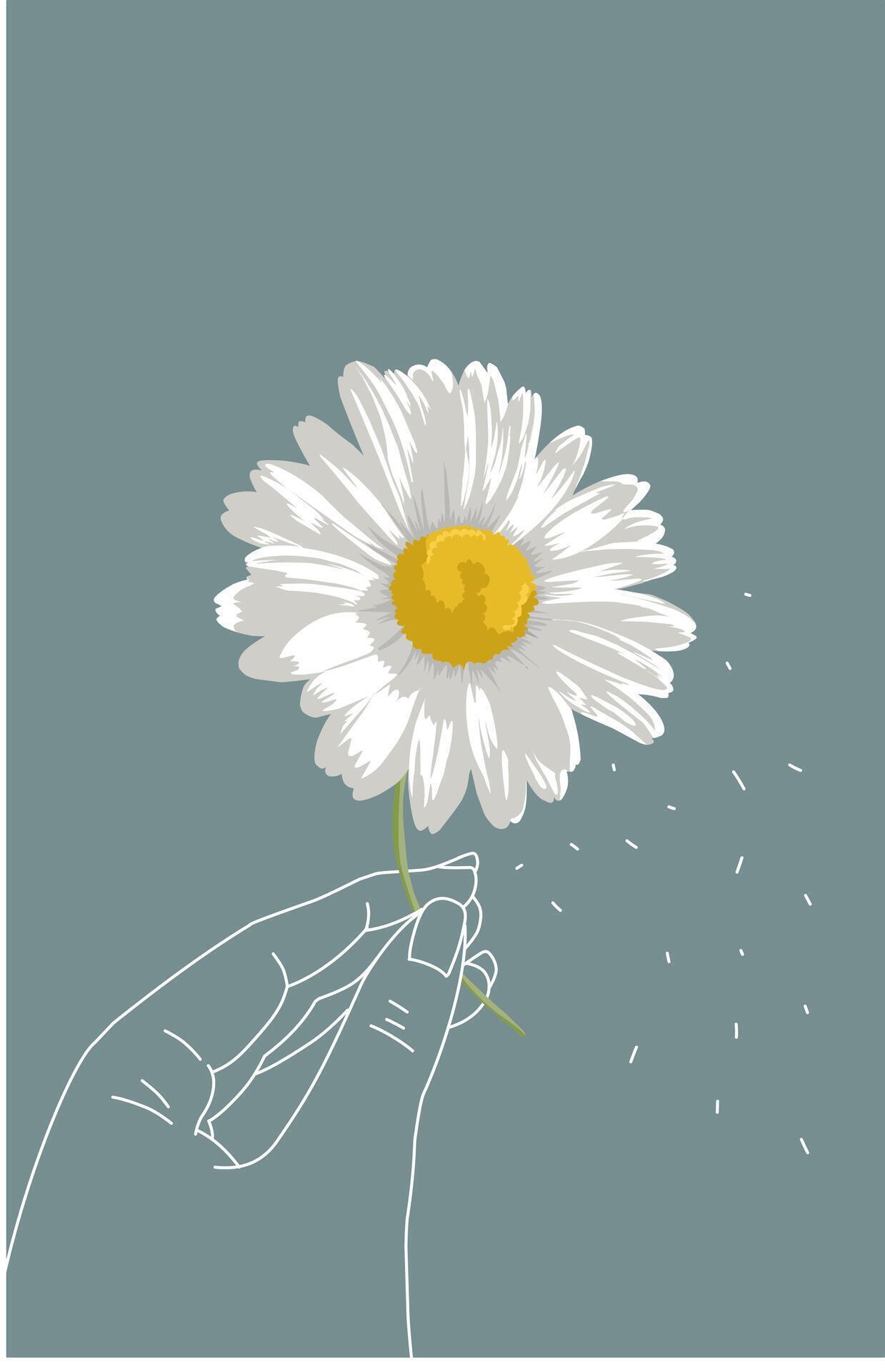 Daisy flower in hand on blue background Stock Free