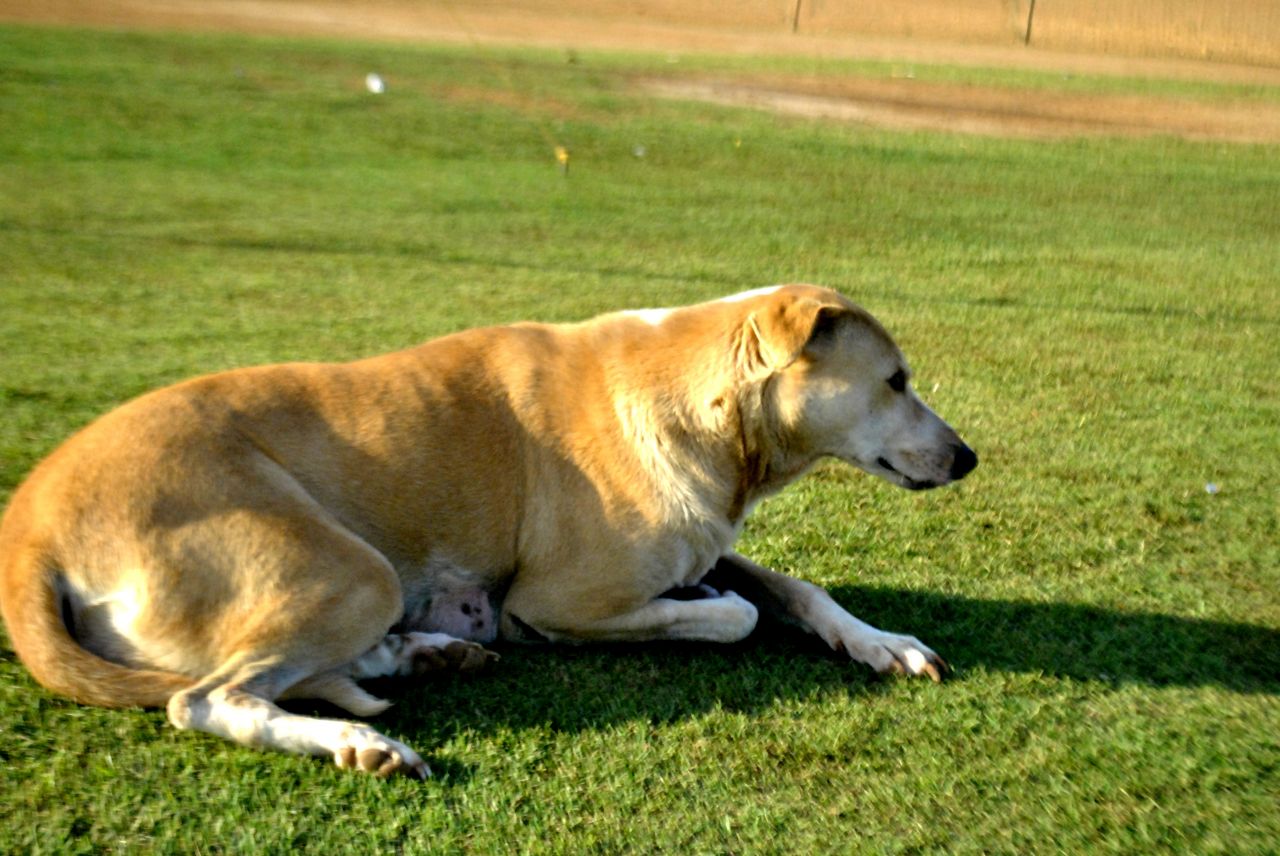 Dog Sitting On Green Grass Stock Free