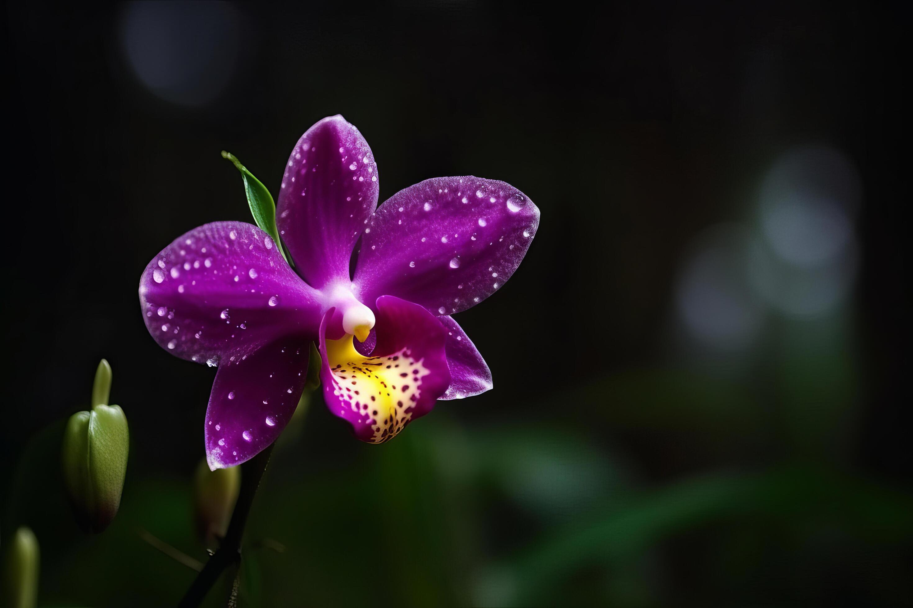 Orchid flower. Illustration Stock Free