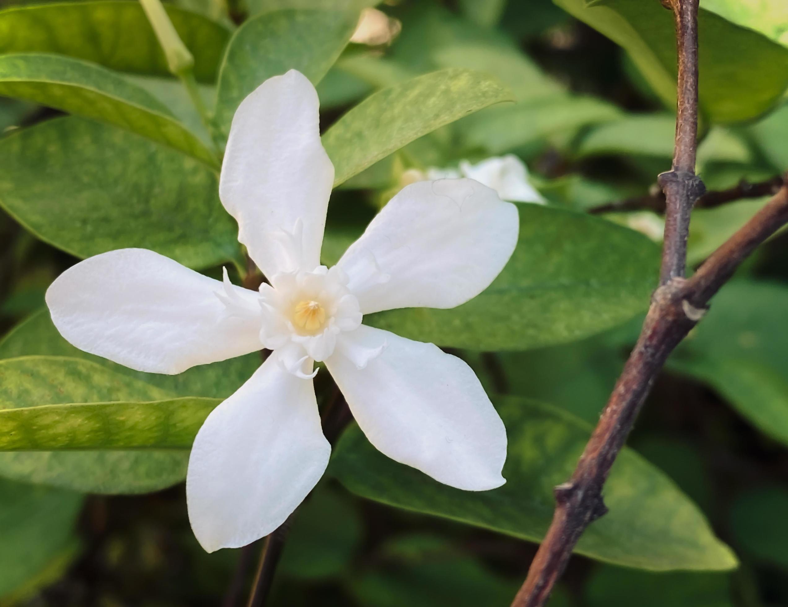 Five-petaled white jasmine flowers are blooming,white color,small five petals with yellow pollen Stock Free