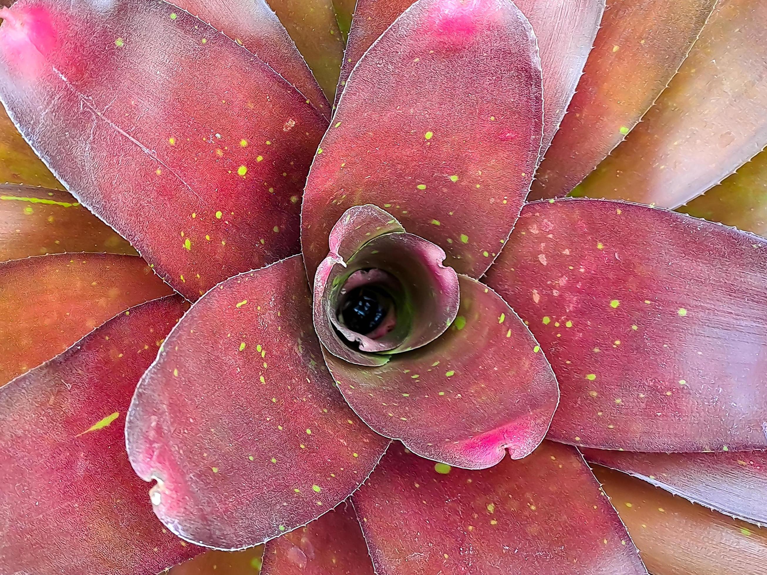 Neoregelia is a genus of epiphytic flowering plants in the family Bromeliaceae, subfamily Bromelioideae Stock Free