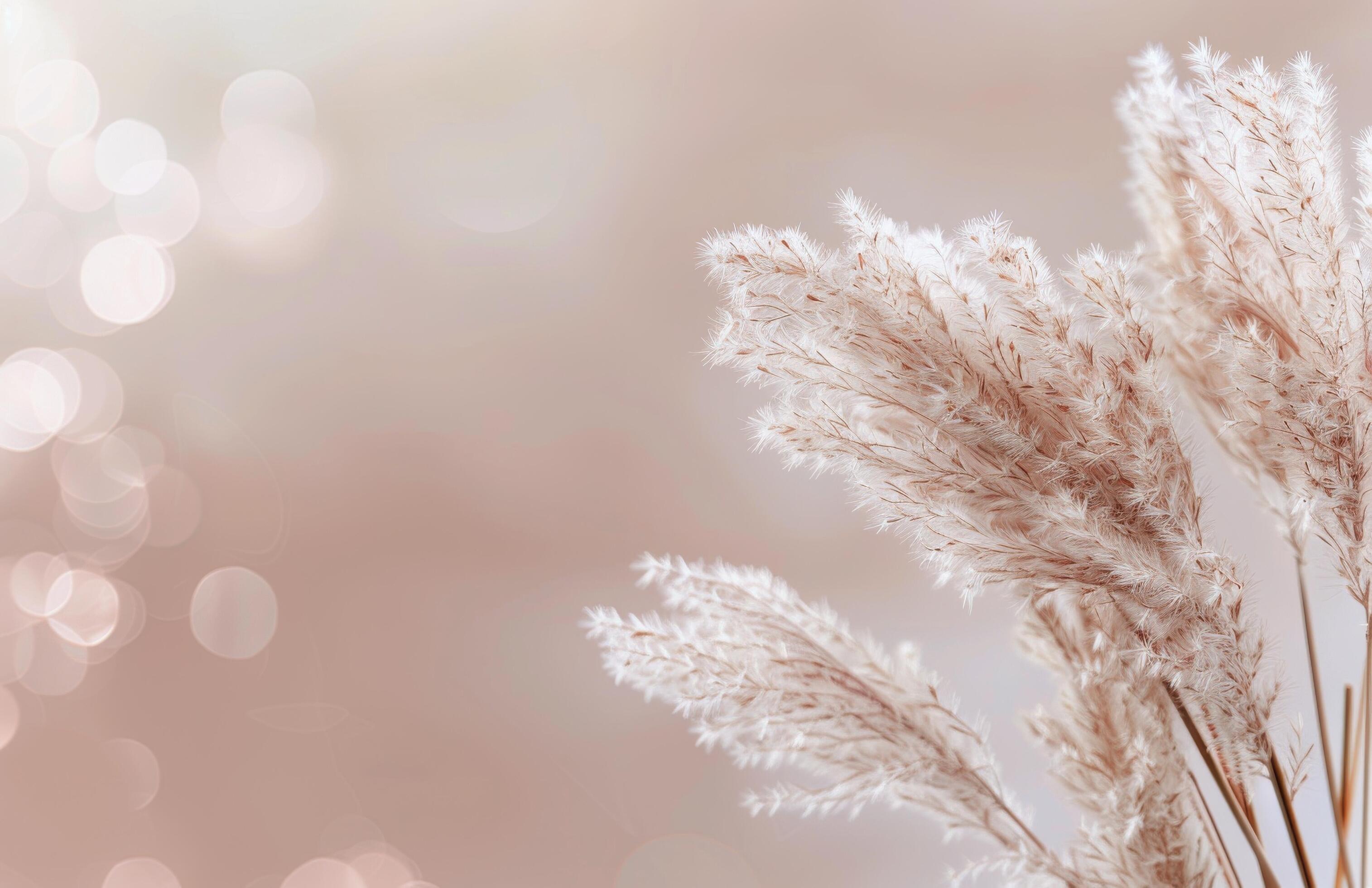 Fluffy White Grass Against A Peach Background Stock Free