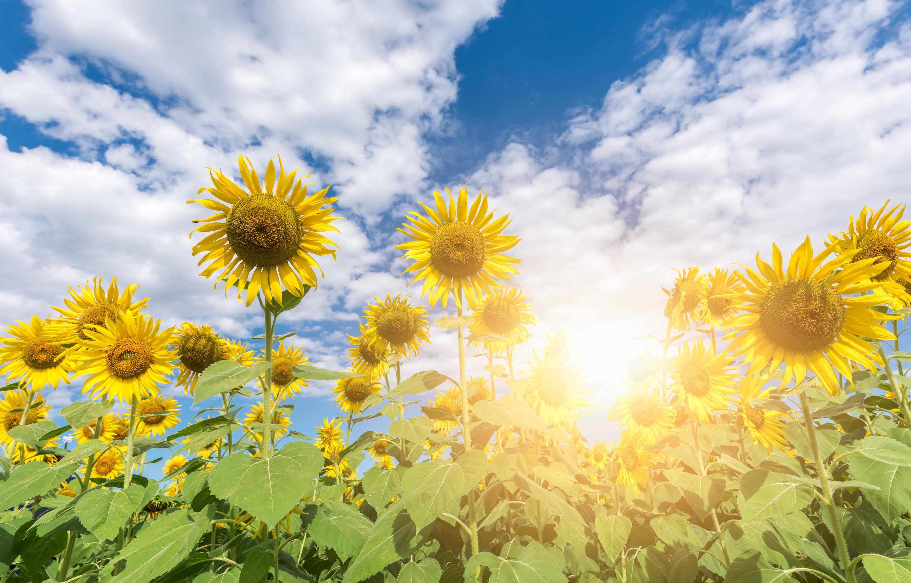 beautiful blooming sunflower field Stock Free