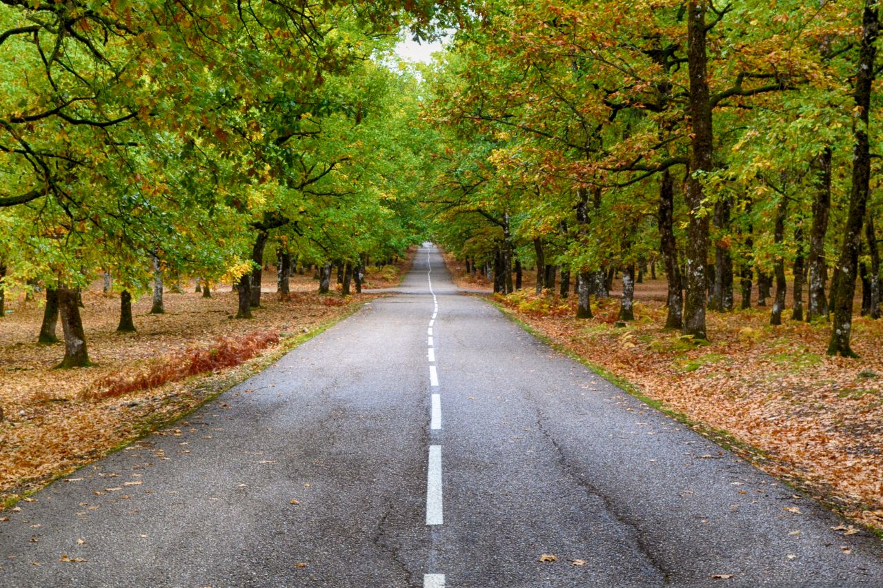 Road lying ahead in the Forest Greece Stock Free