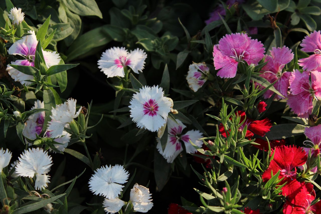 White And Pink Flowers In Garden Stock Free