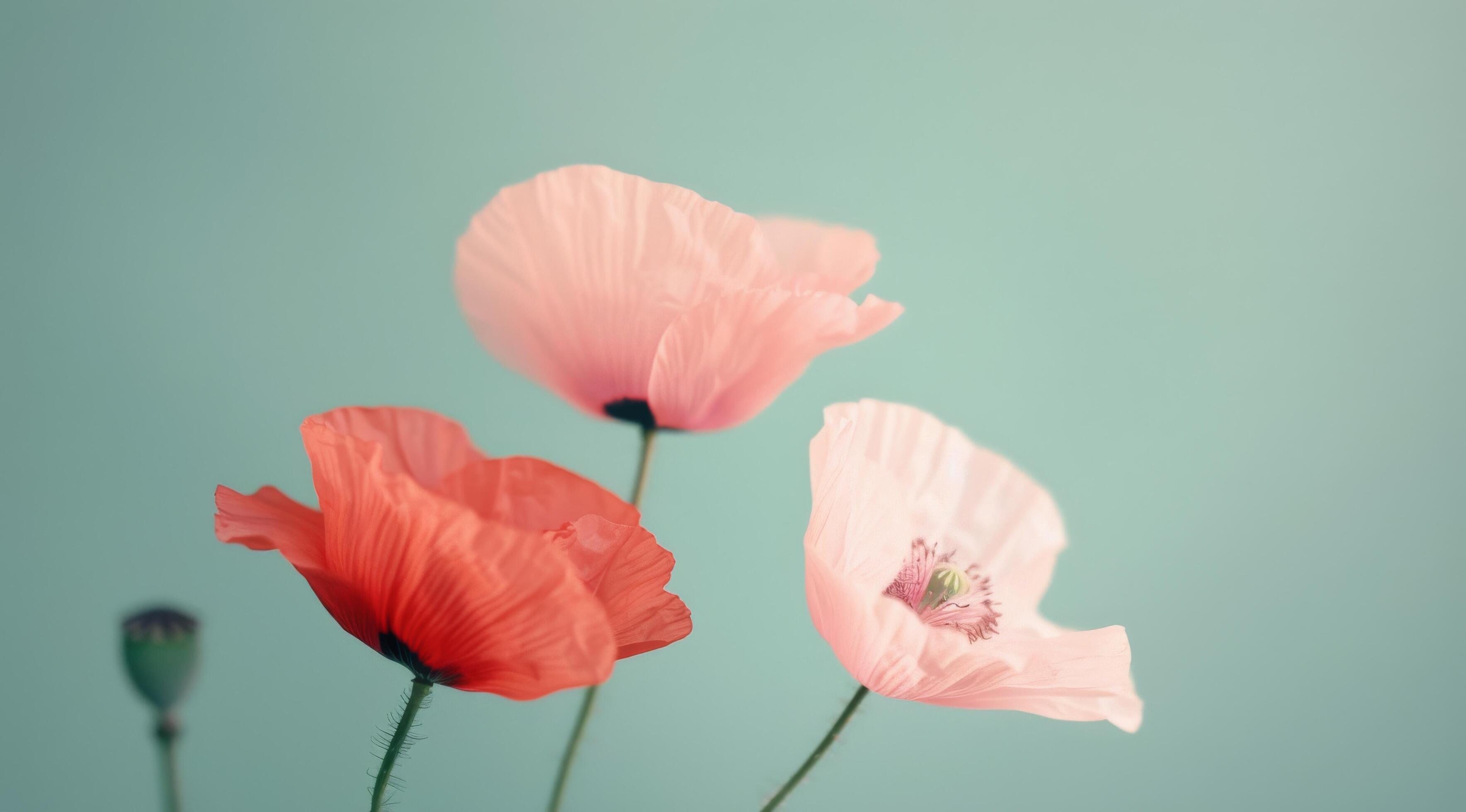 Pink And Red Poppies Against Teal Background Stock Free