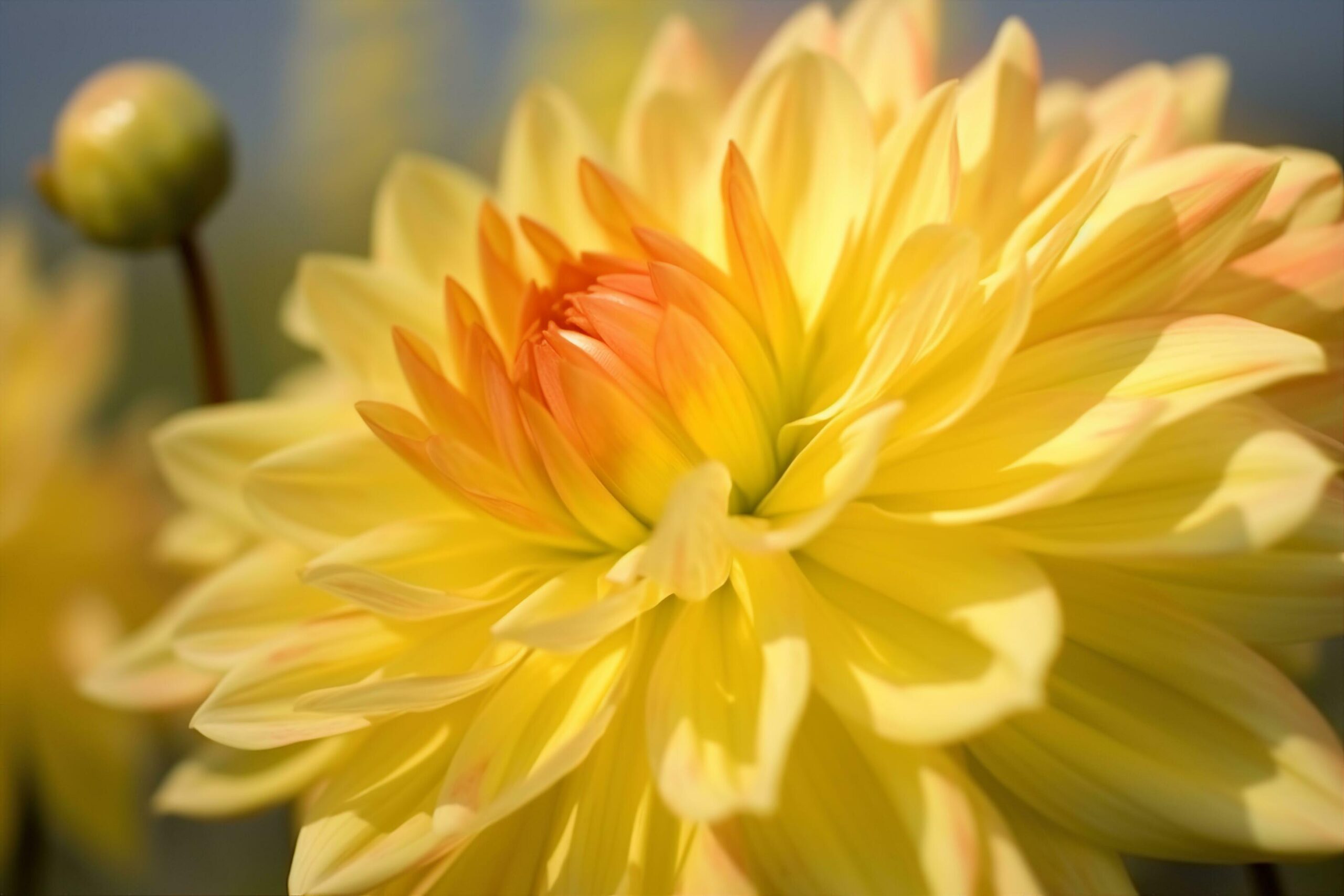 Closeup of bright blooming yellow dahlia flower growing in garden over blurred background on sunny day. generative ai. Free Photo