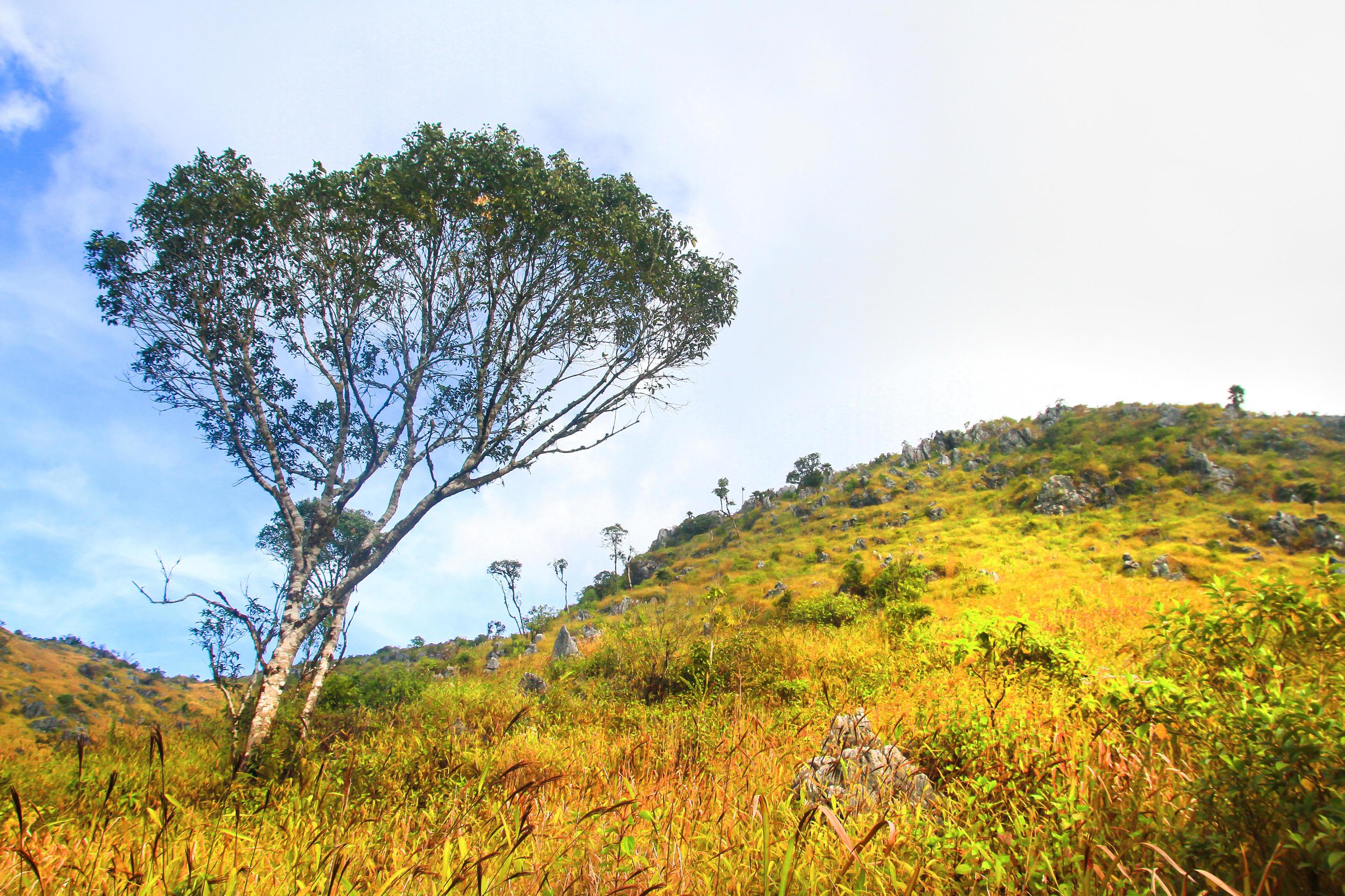 Beautiful Landscape of rocky Limestone Mountain and green forest with blu sky at Chiang doa national park in Chiangmai, Thailand Stock Free