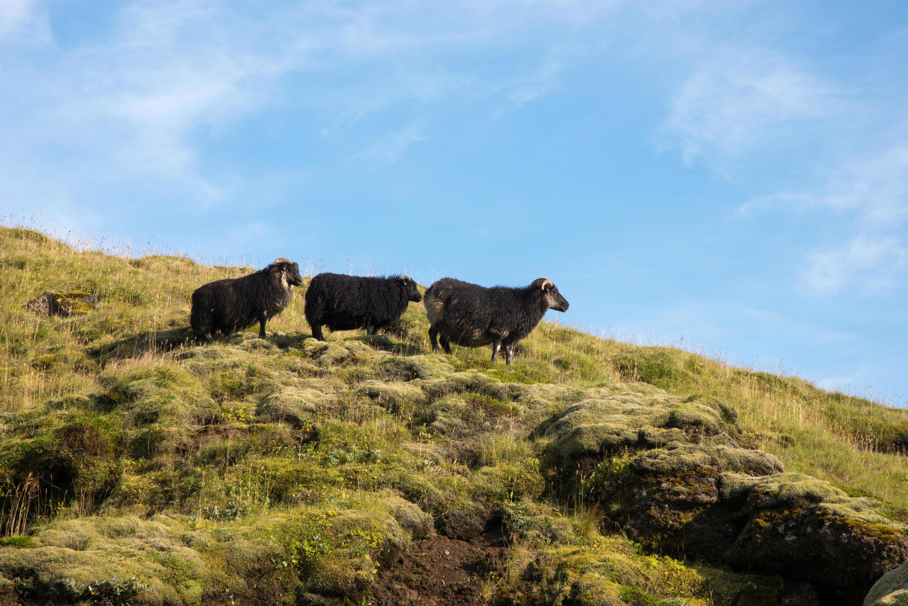 Three black sheep on the mountain Stock Free