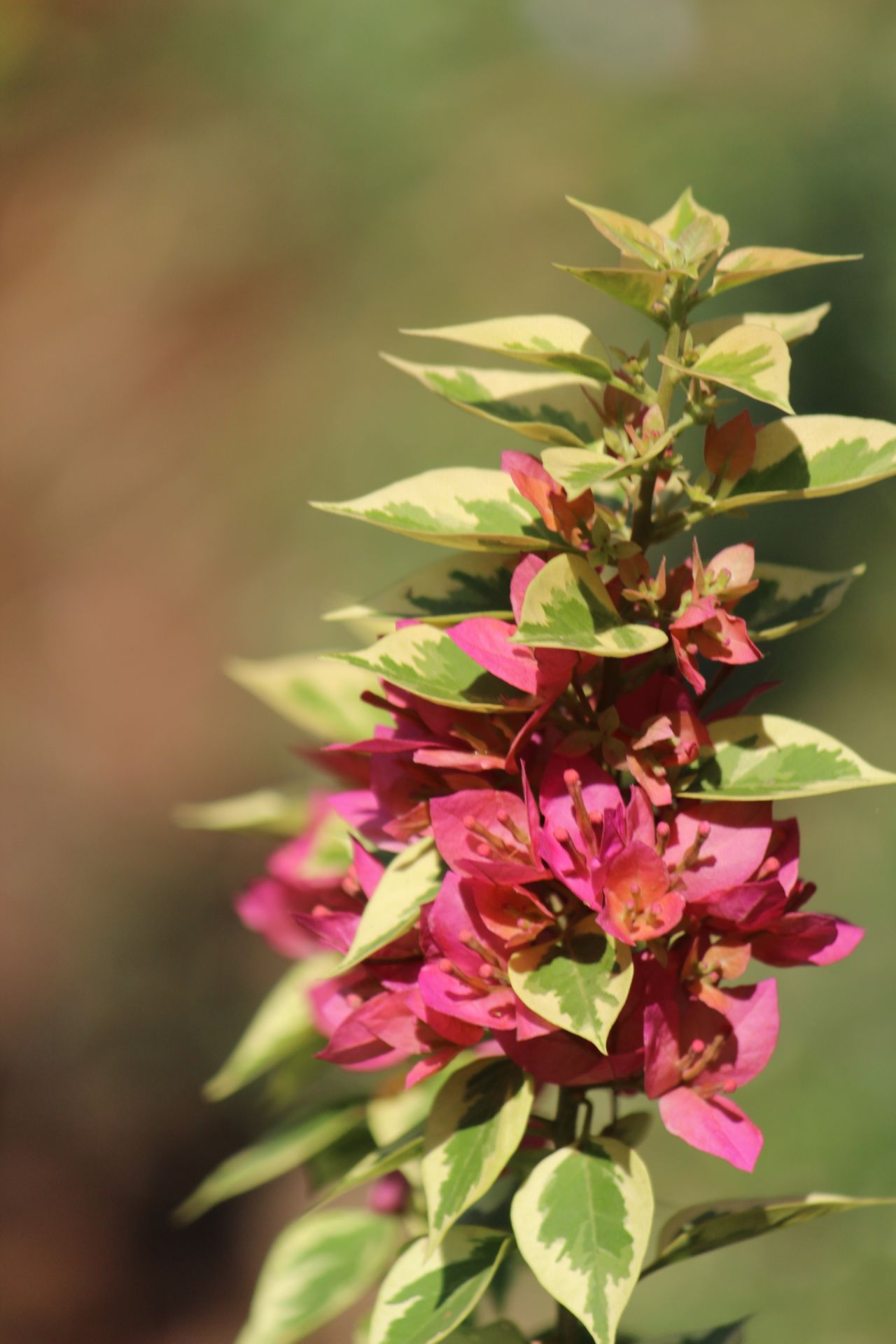 Bunch Of Pink Green Leaves Stock Free