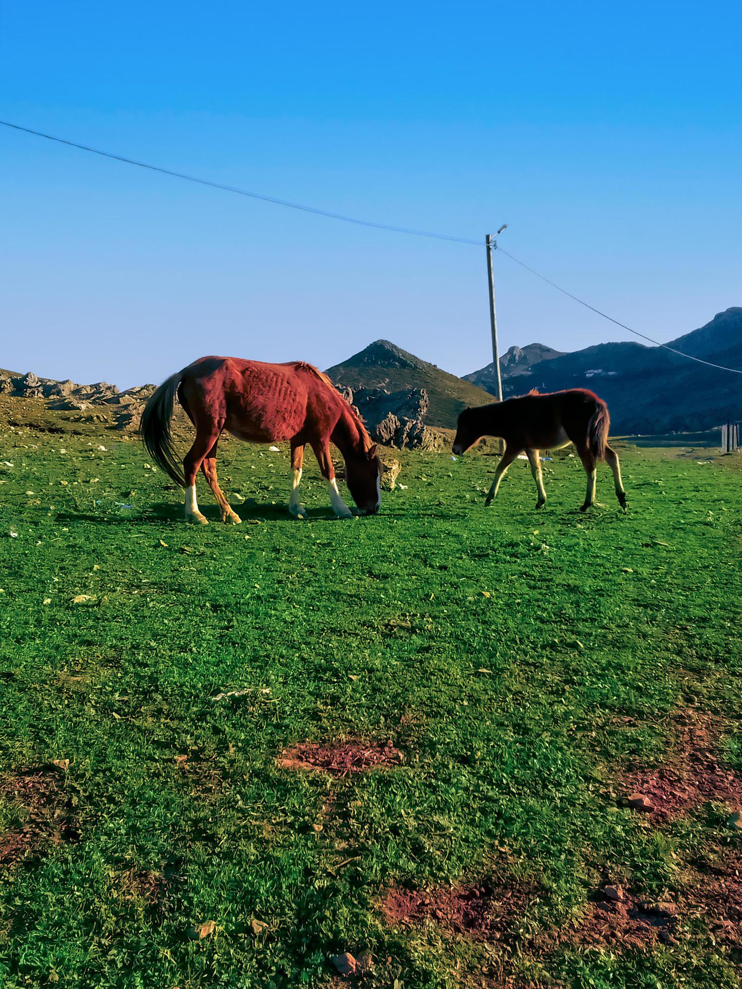 Experience the majestic sight of horses and ponies eating on top of a mountain, a journey into the heart of nature grace and serenity Stock Free