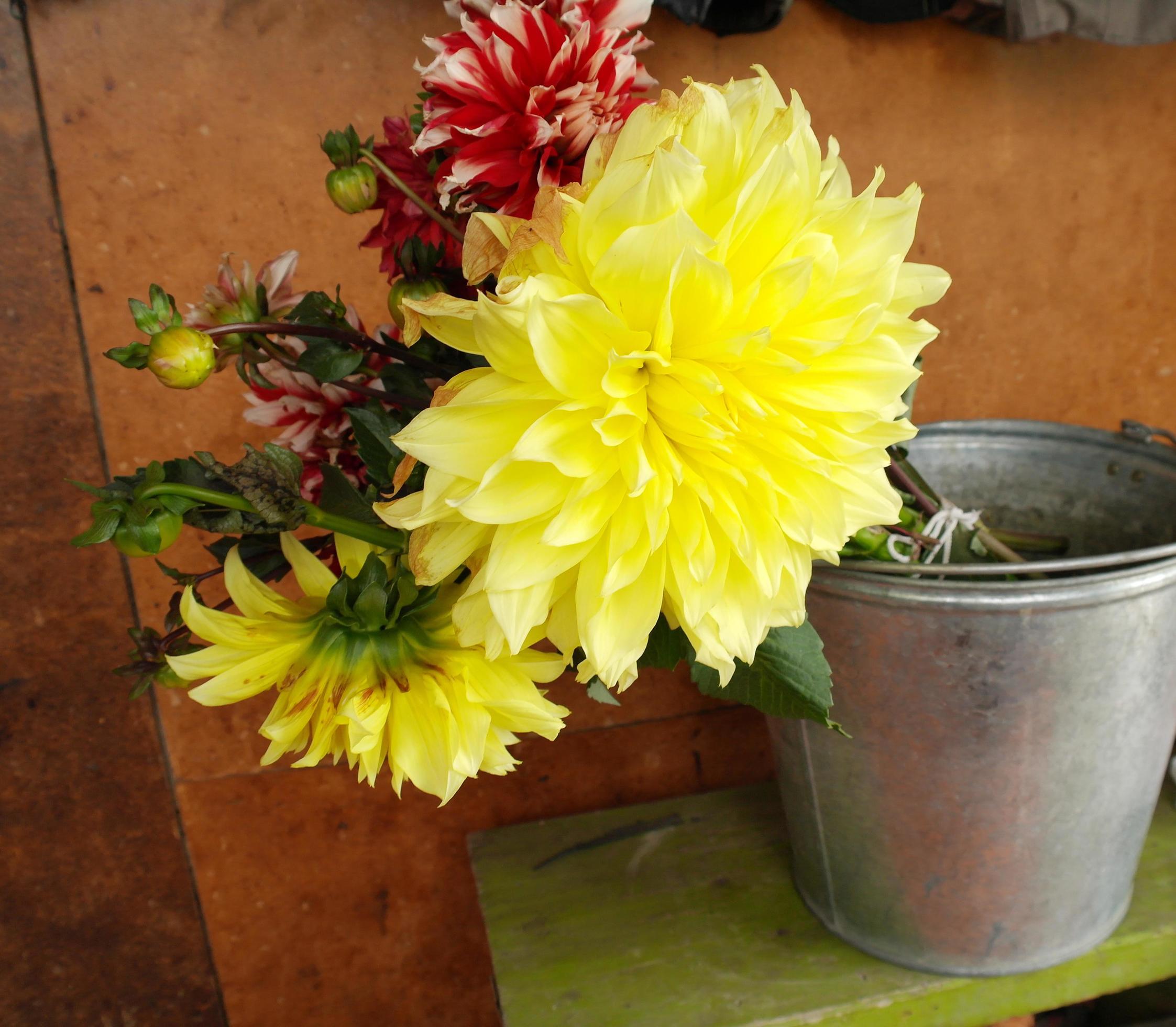 Yellow flower Dahlia with green leaf background Stock Free