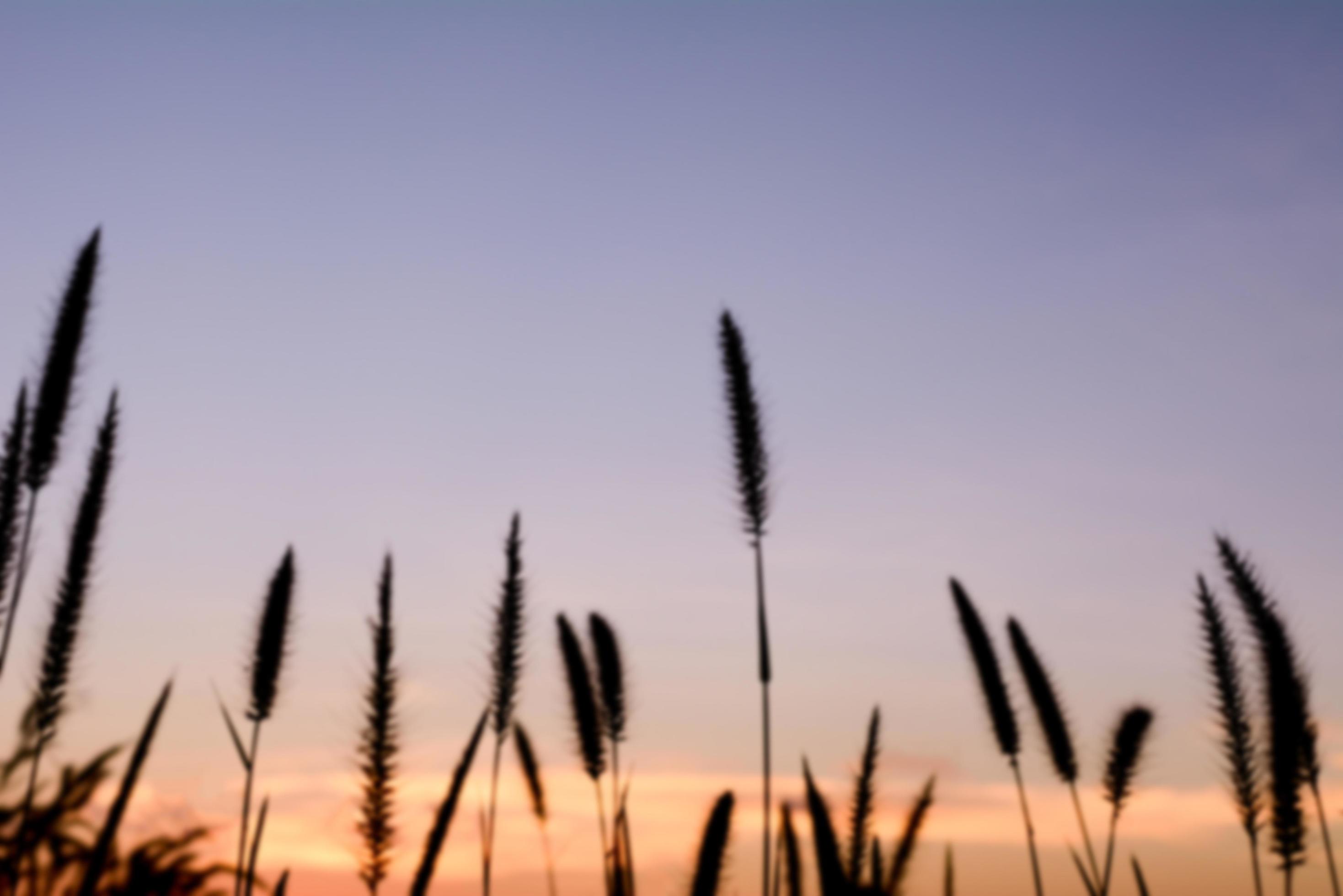 silhouette of grass in the evening Stock Free