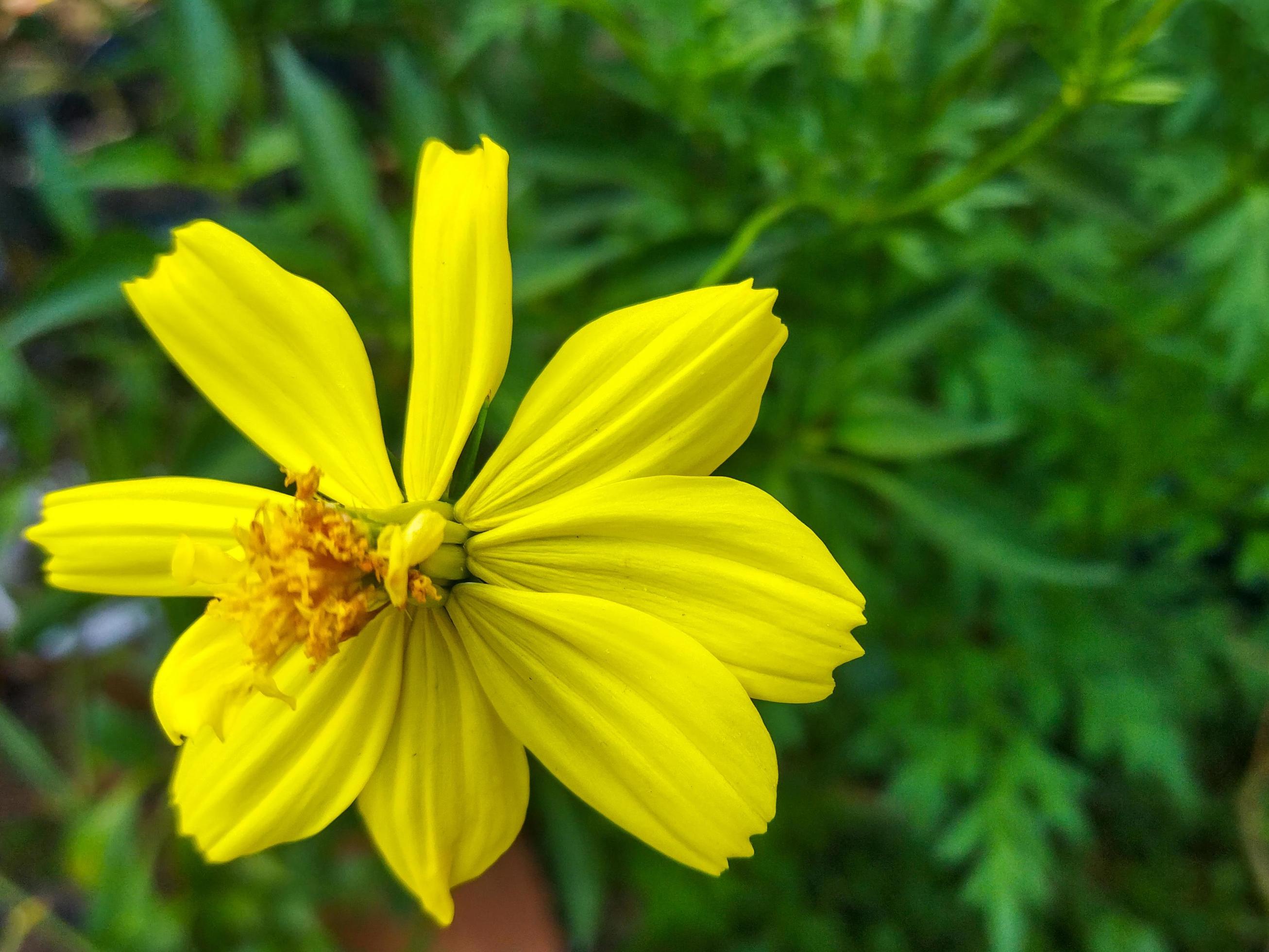 Close up shot of a beautiful yellow flower in the sun. Selective focus. Stock Free