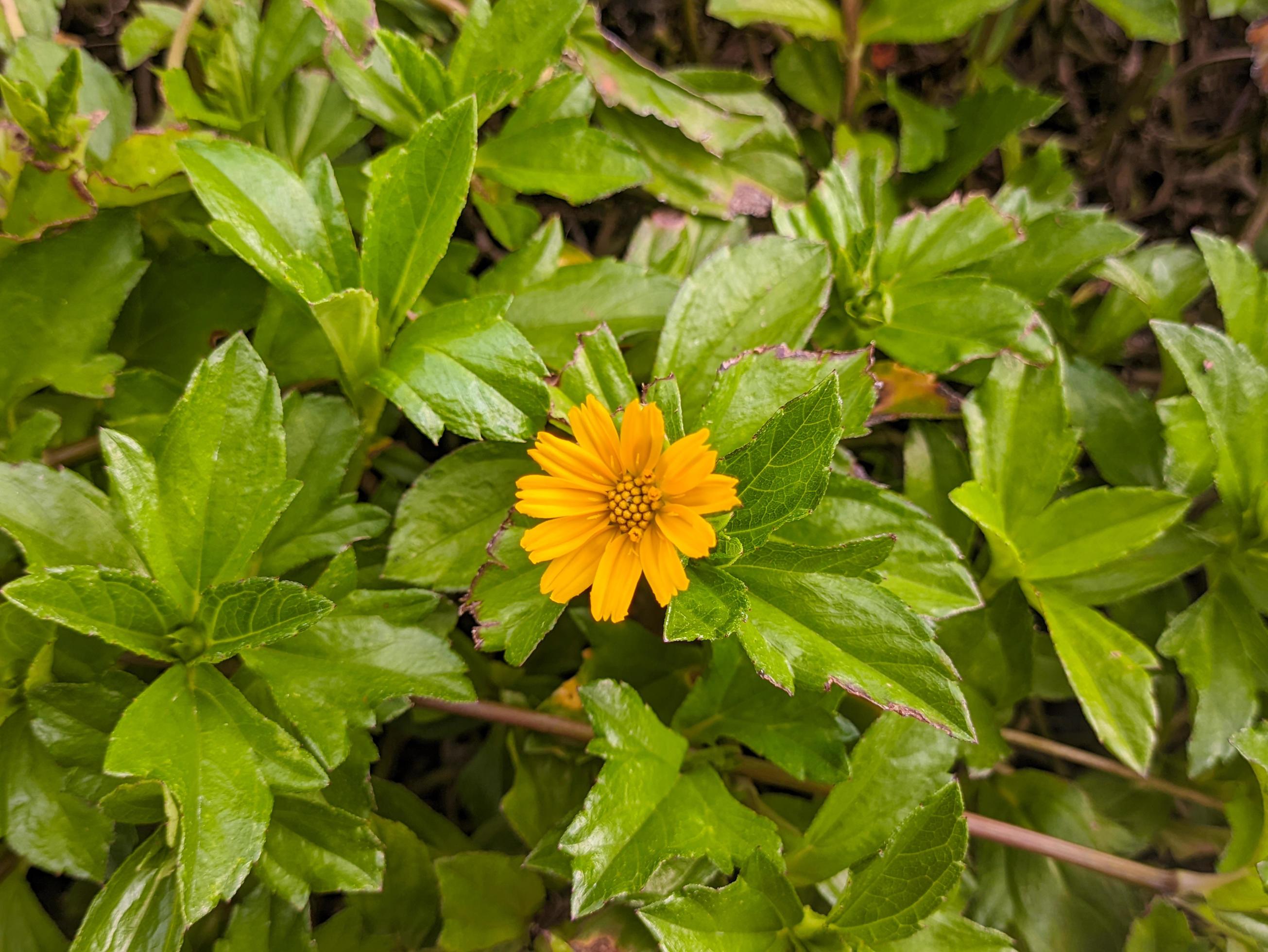 A close up of Sphagneticola trilobata flower Stock Free