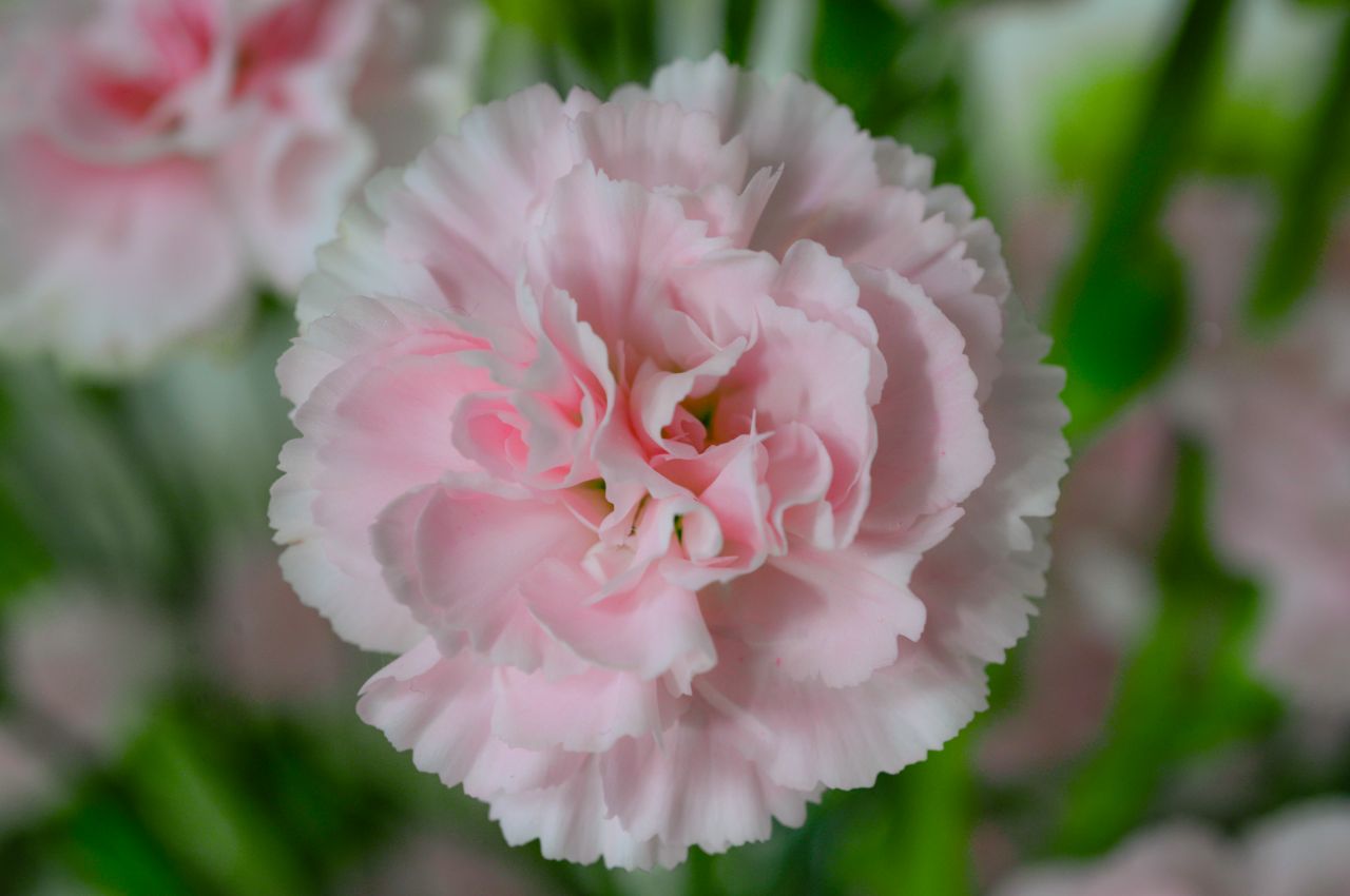 Bouquet of pink flowers Stock Free