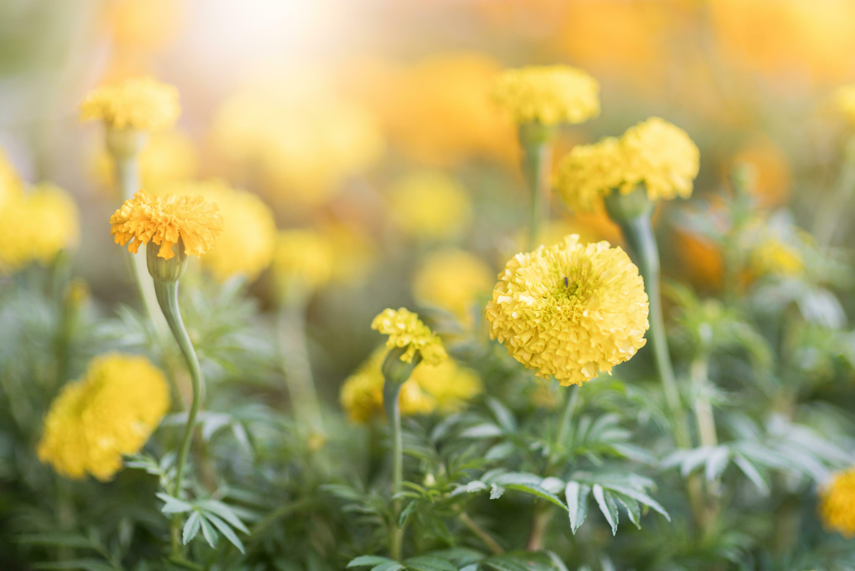 Close up of beautiful marigold flowers in the garden Stock Free