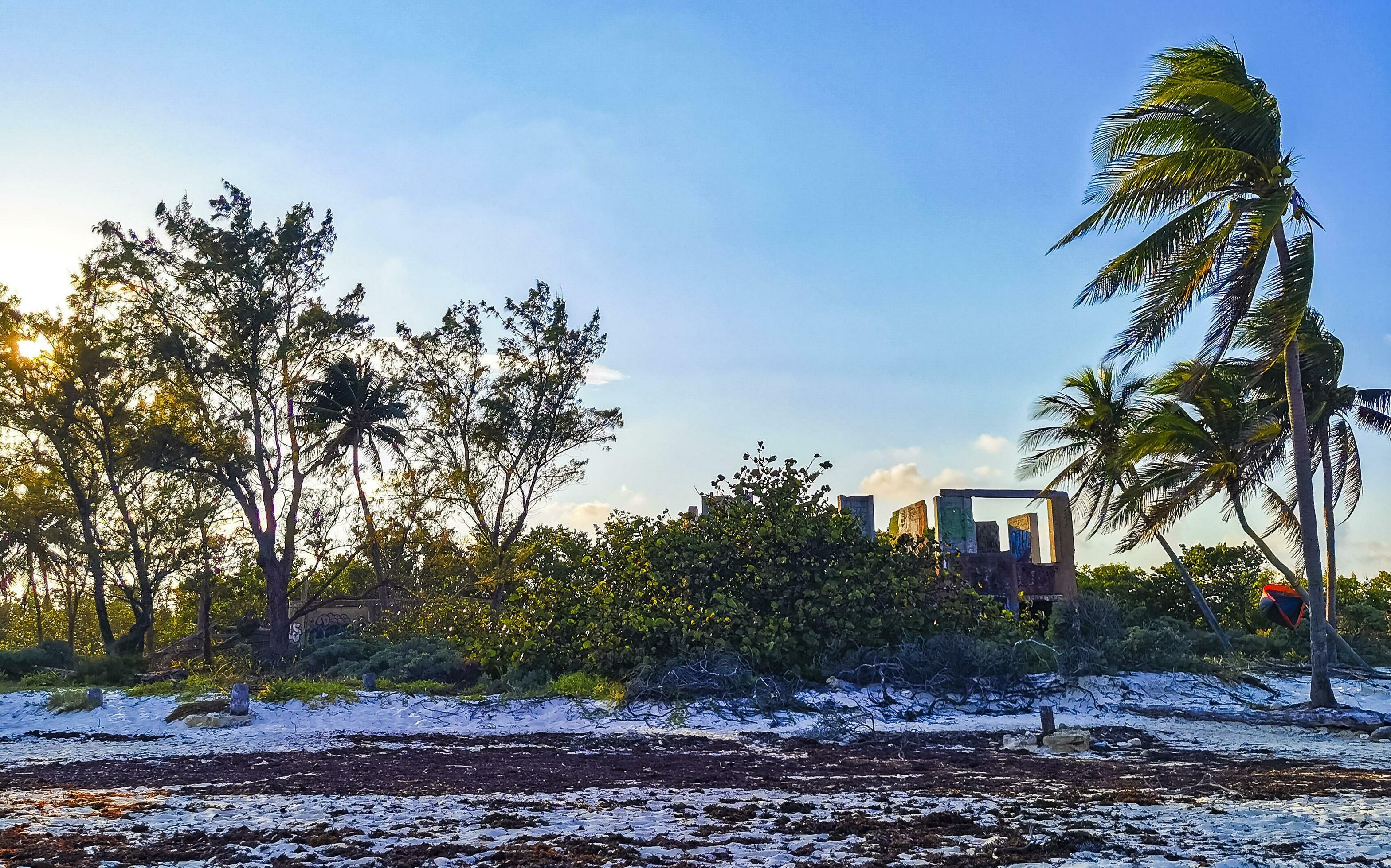 Caribbean beach fir palm trees in jungle forest nature Mexico. Stock Free