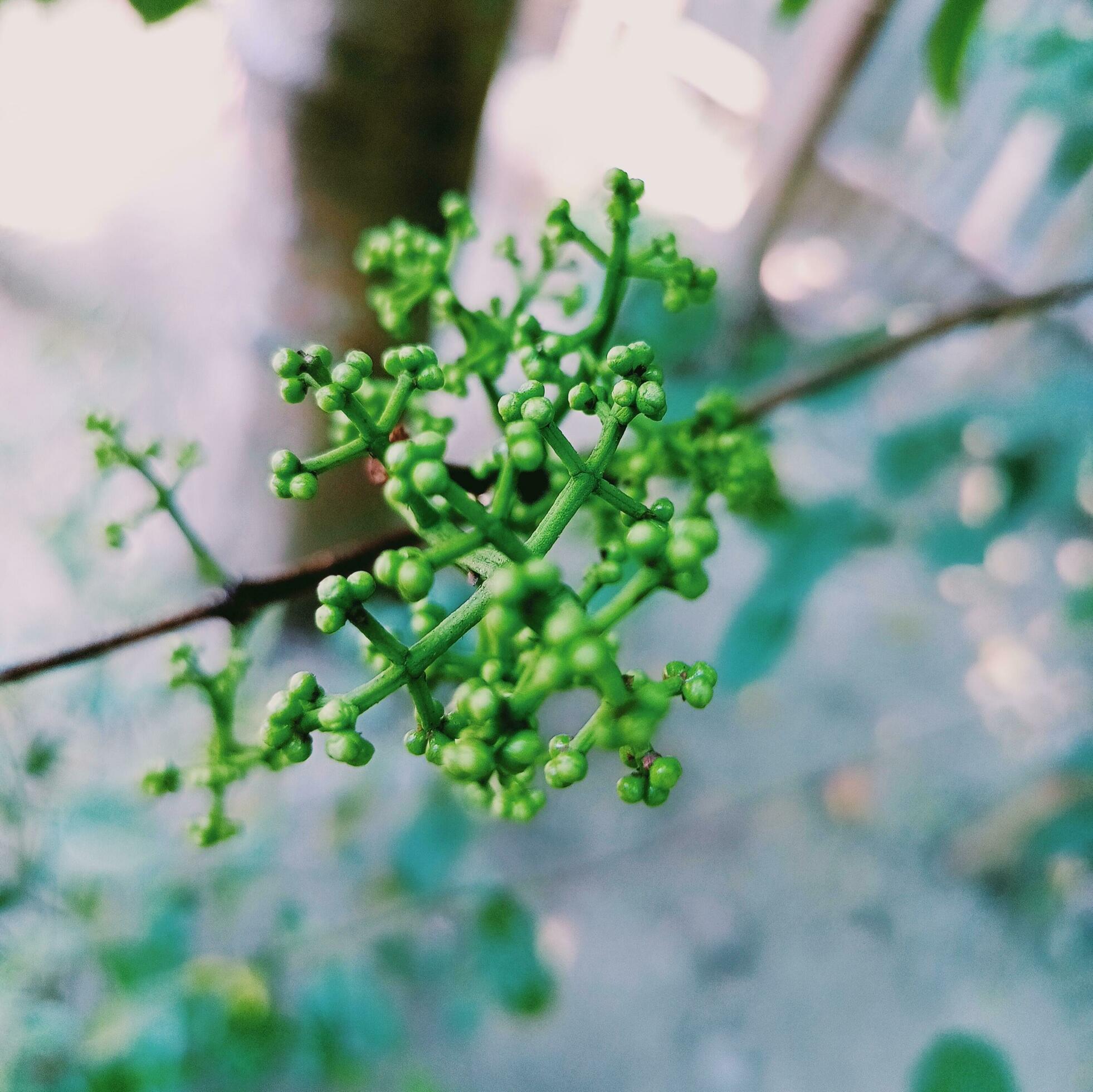 green beautifull small fruit with nature Stock Free