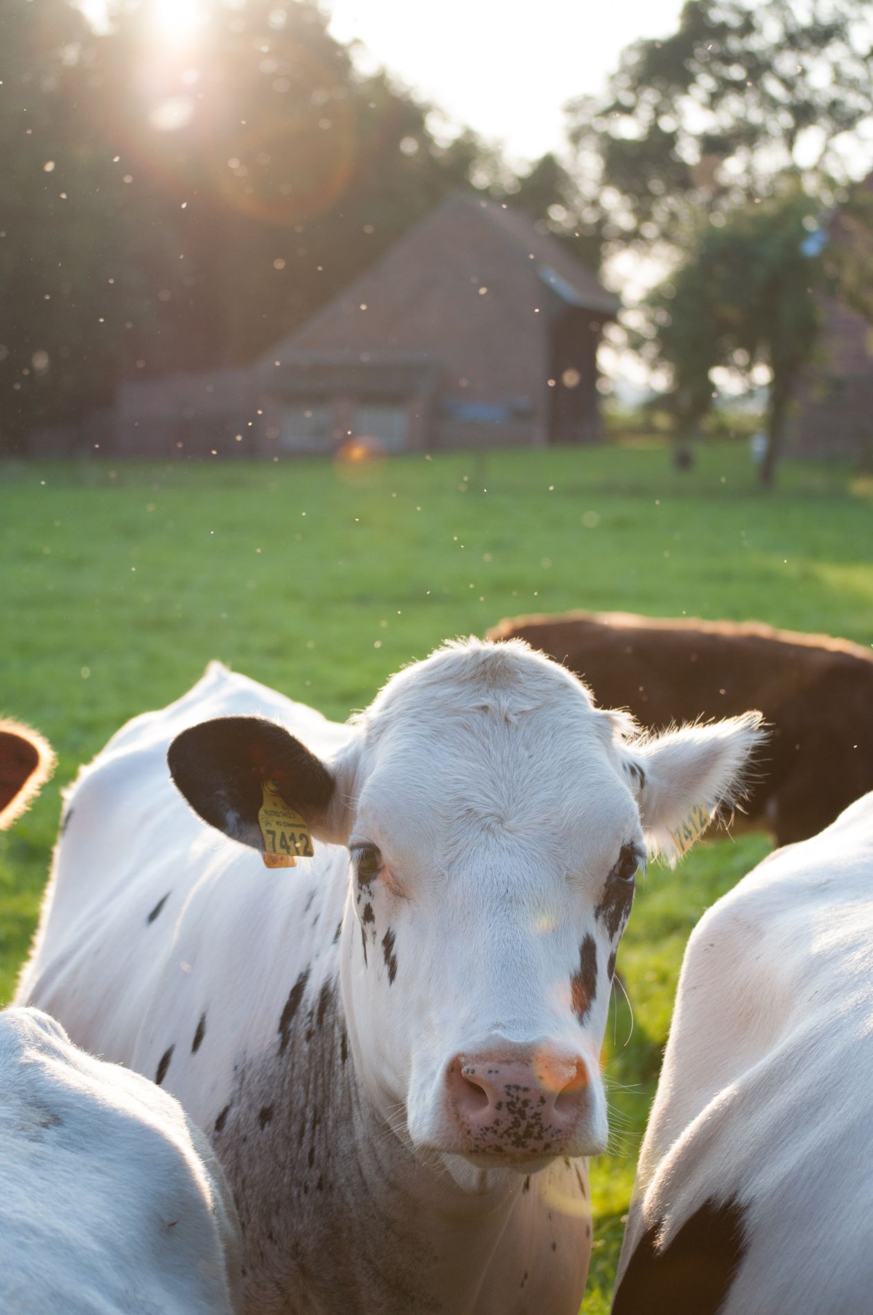 Cow and mosquitoes Stock Free