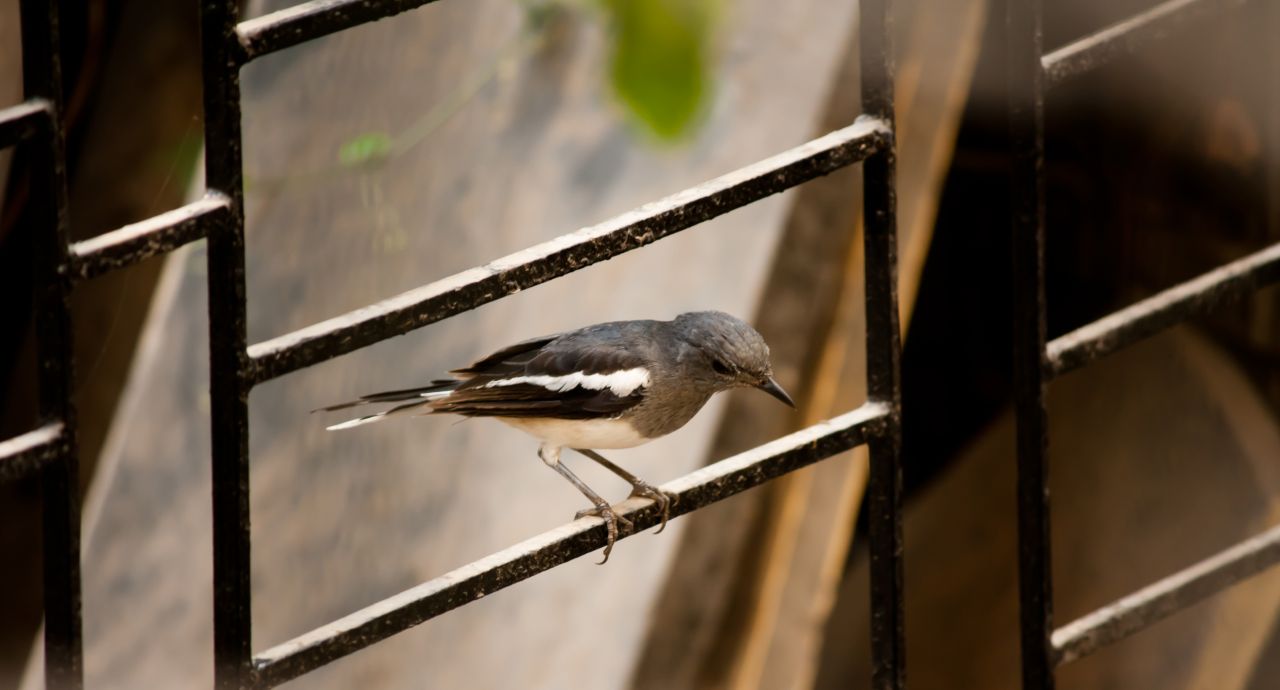 Bird Sitting Stock Free