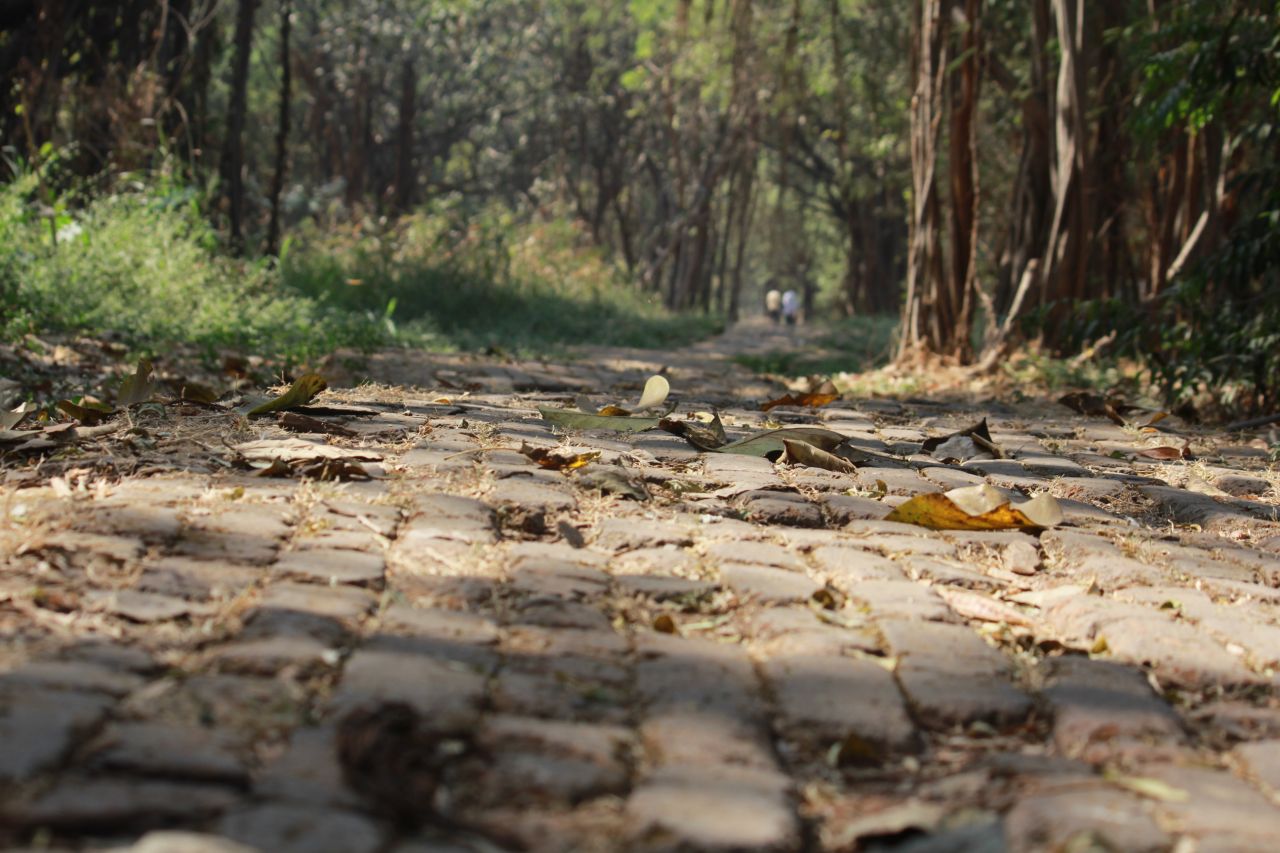 Garden Pathway Ground Closeup Stock Free