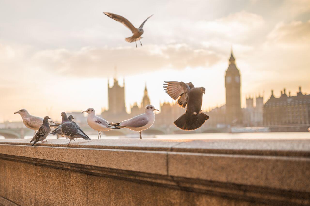 Flying Birds in London Stock Free