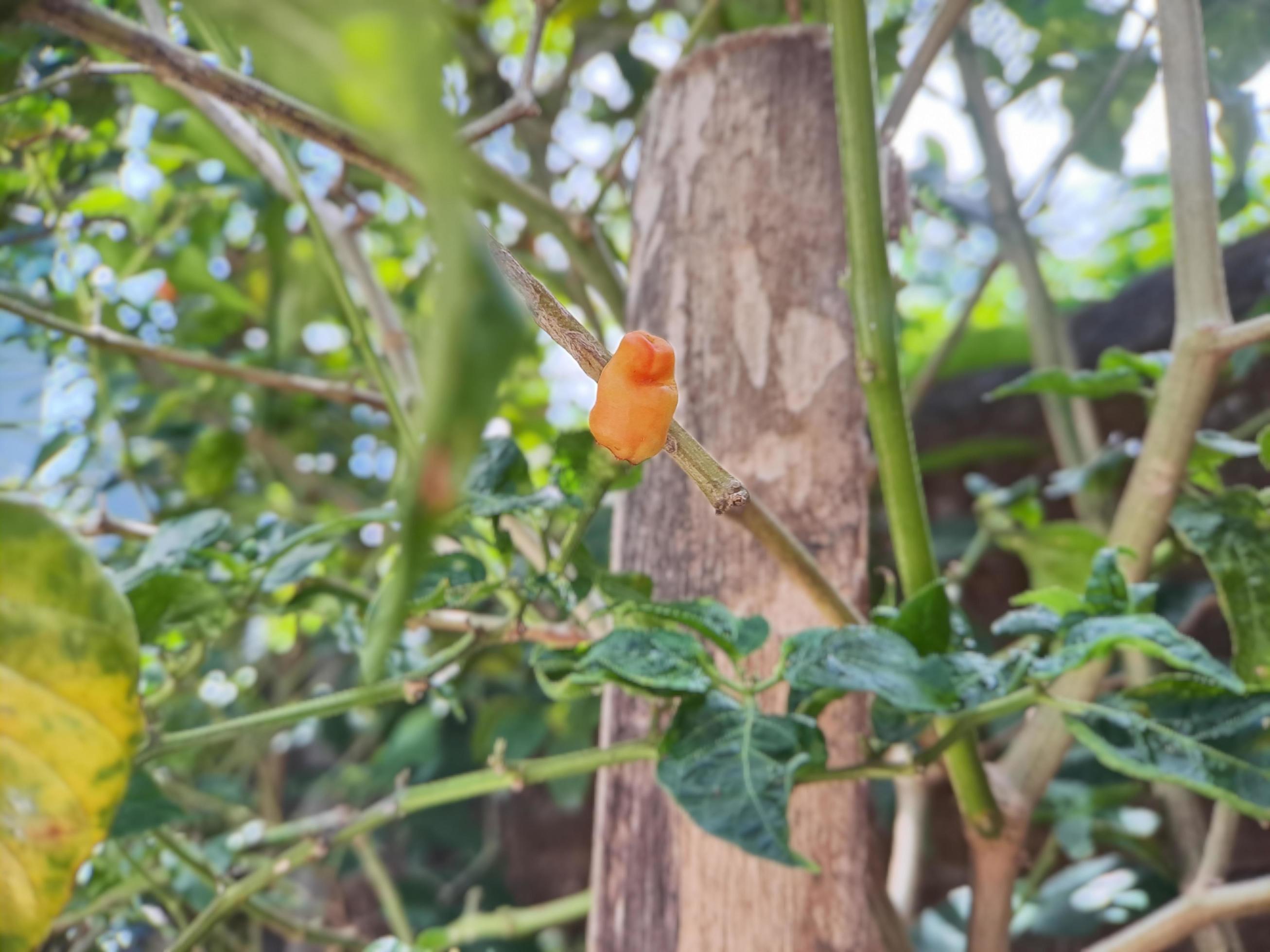 Little red cayenne pepper on organic garden farm. plants that are food and plants Stock Free