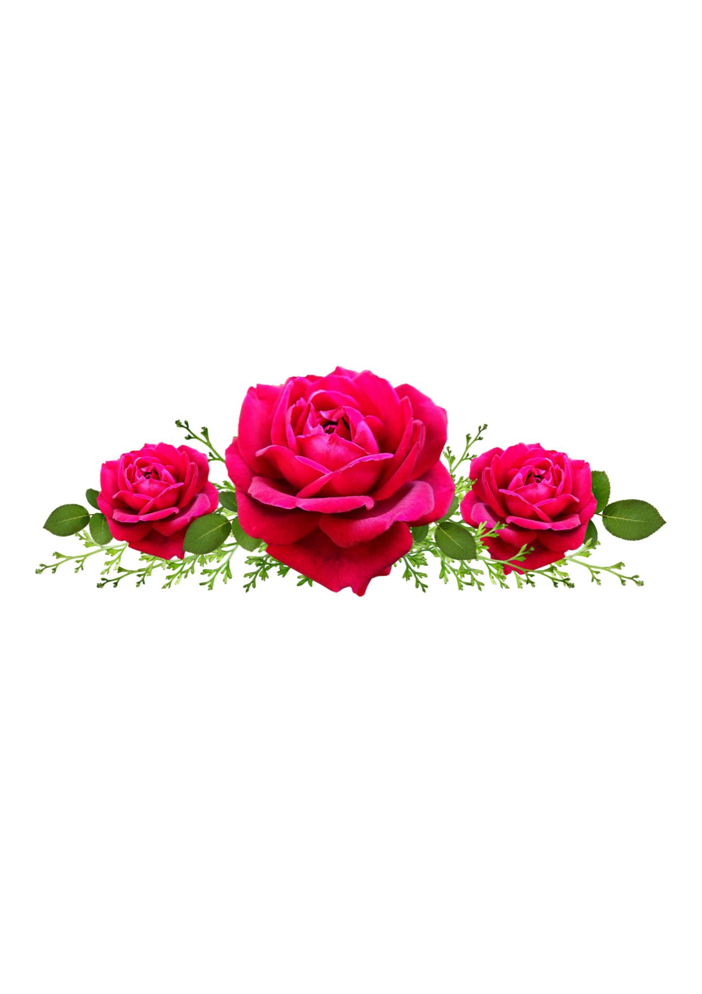 Rose flower with green leaves Stock Free