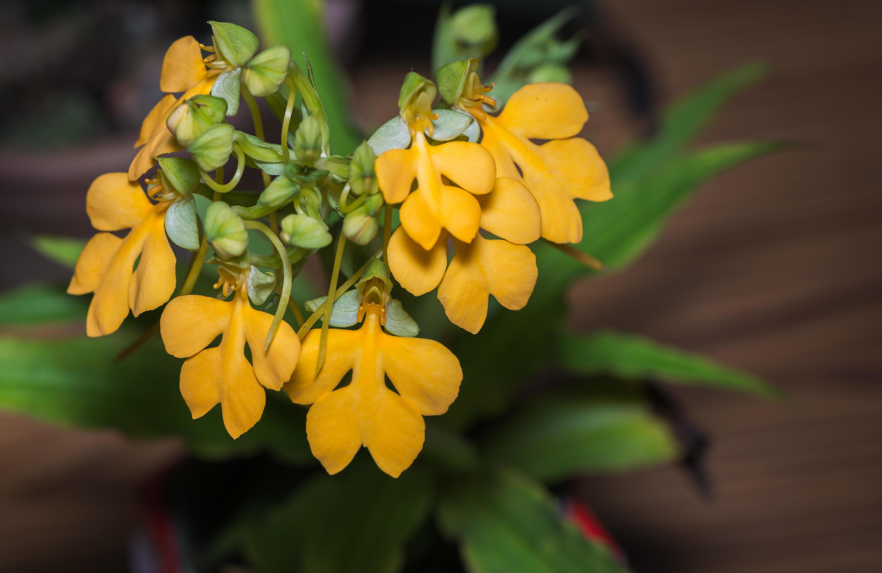 Habenaria rhodocheila, yellow flower Stock Free