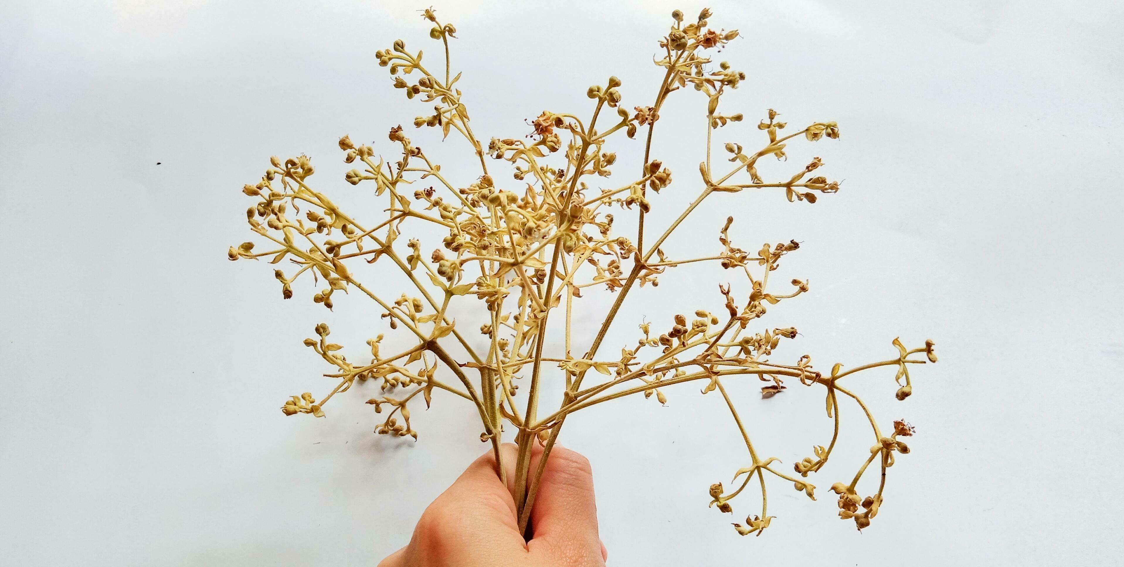 Hand holding brown flower stalks with small dots on the white background. Stock Free