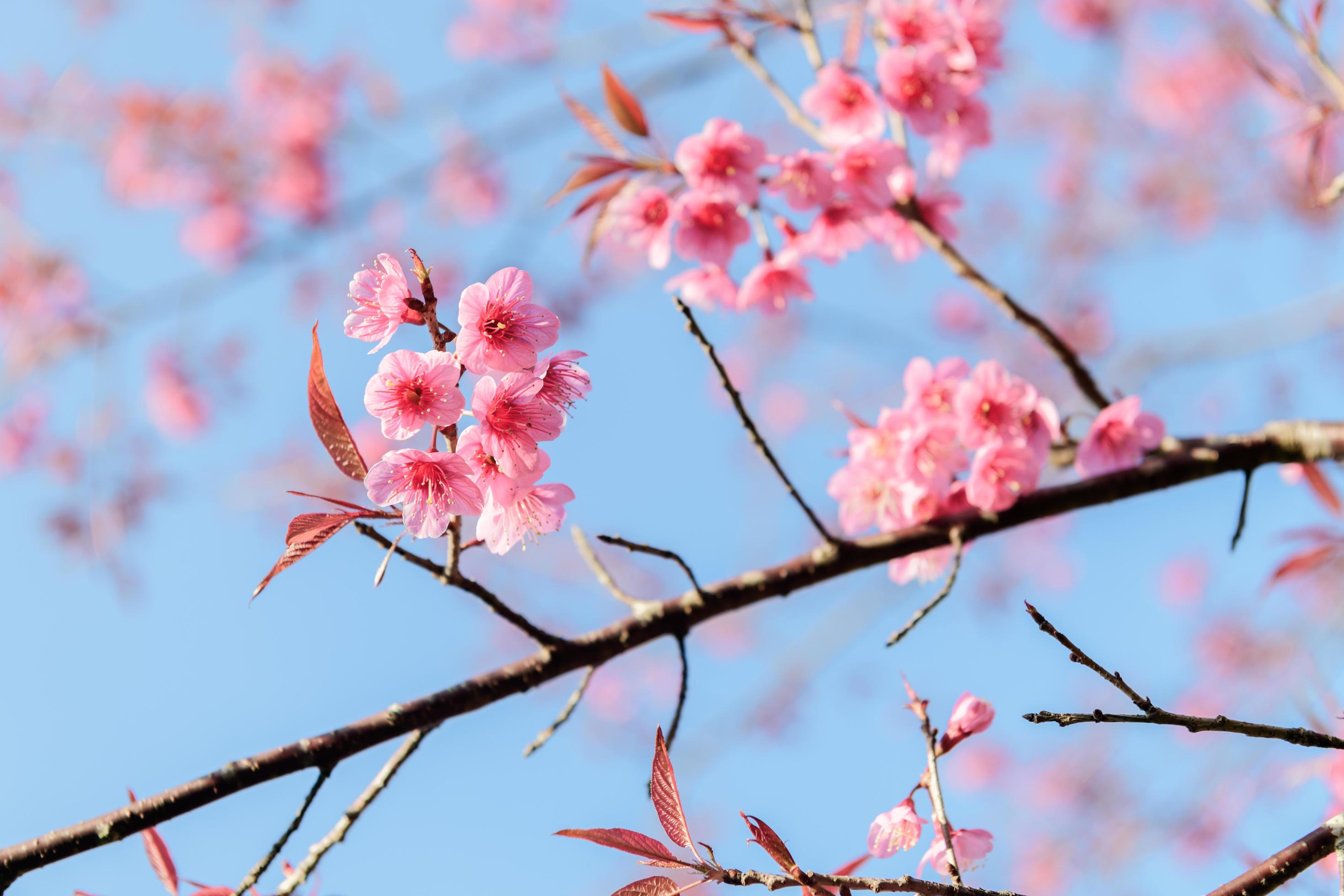 Beautiful Wild Himalayan Cherry Blossom in Phu Lom Lo Stock Free