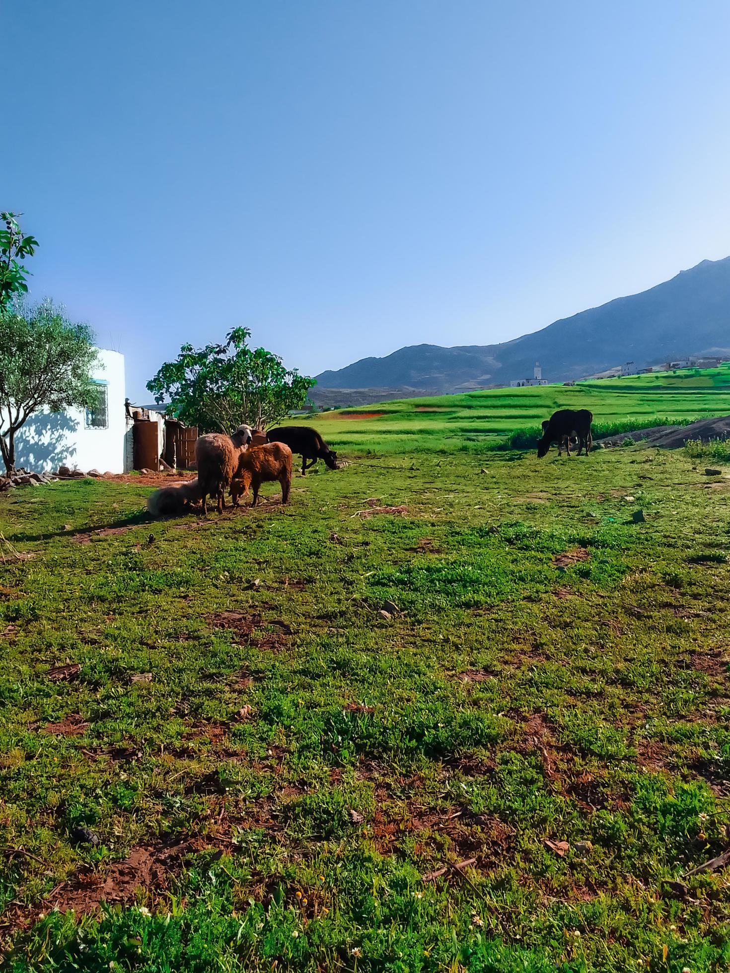 Sheep and cows on lush green pastures a journey into the heart of rural charm and natural splendor Stock Free