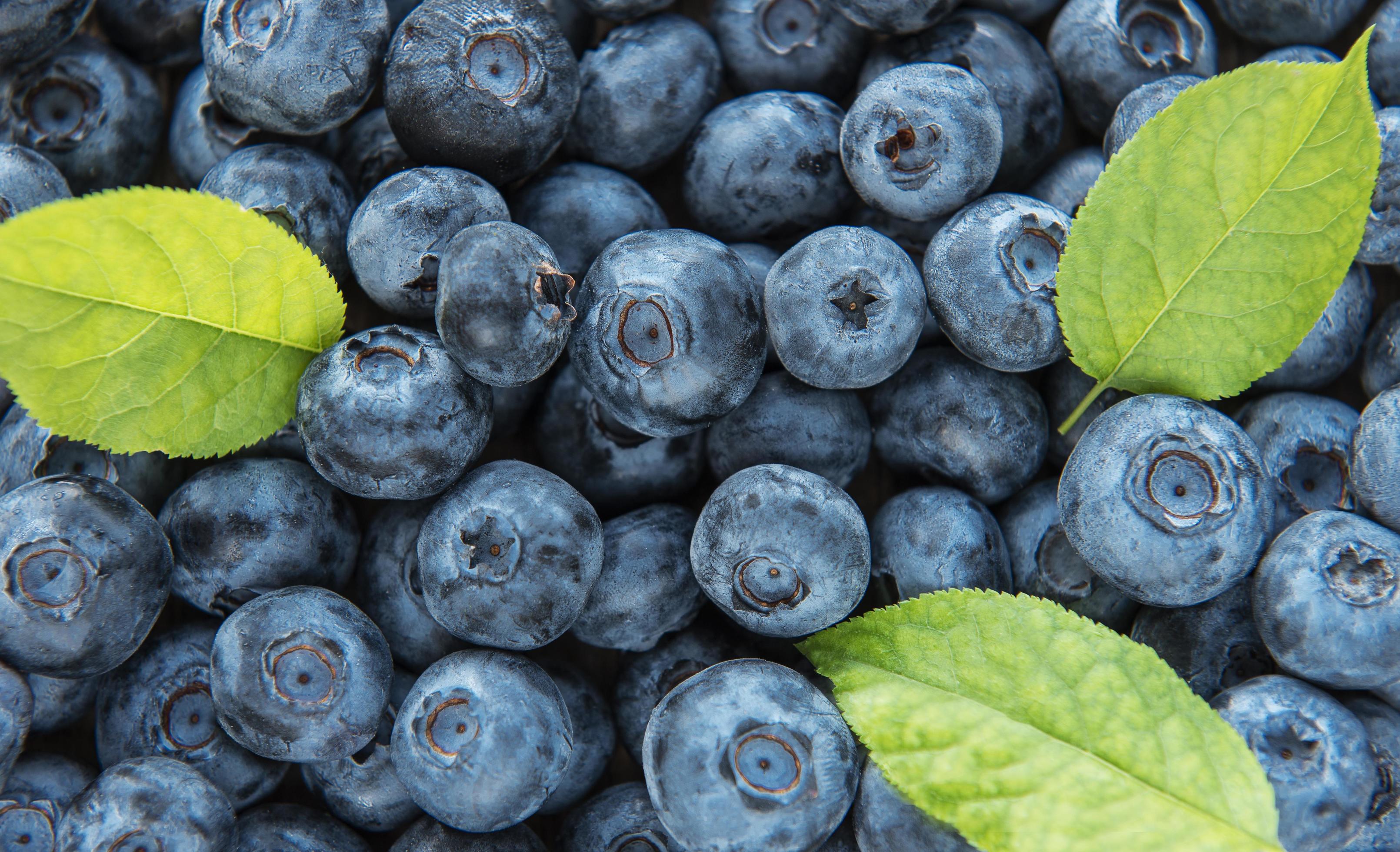 Blueberries as natural food background Stock Free