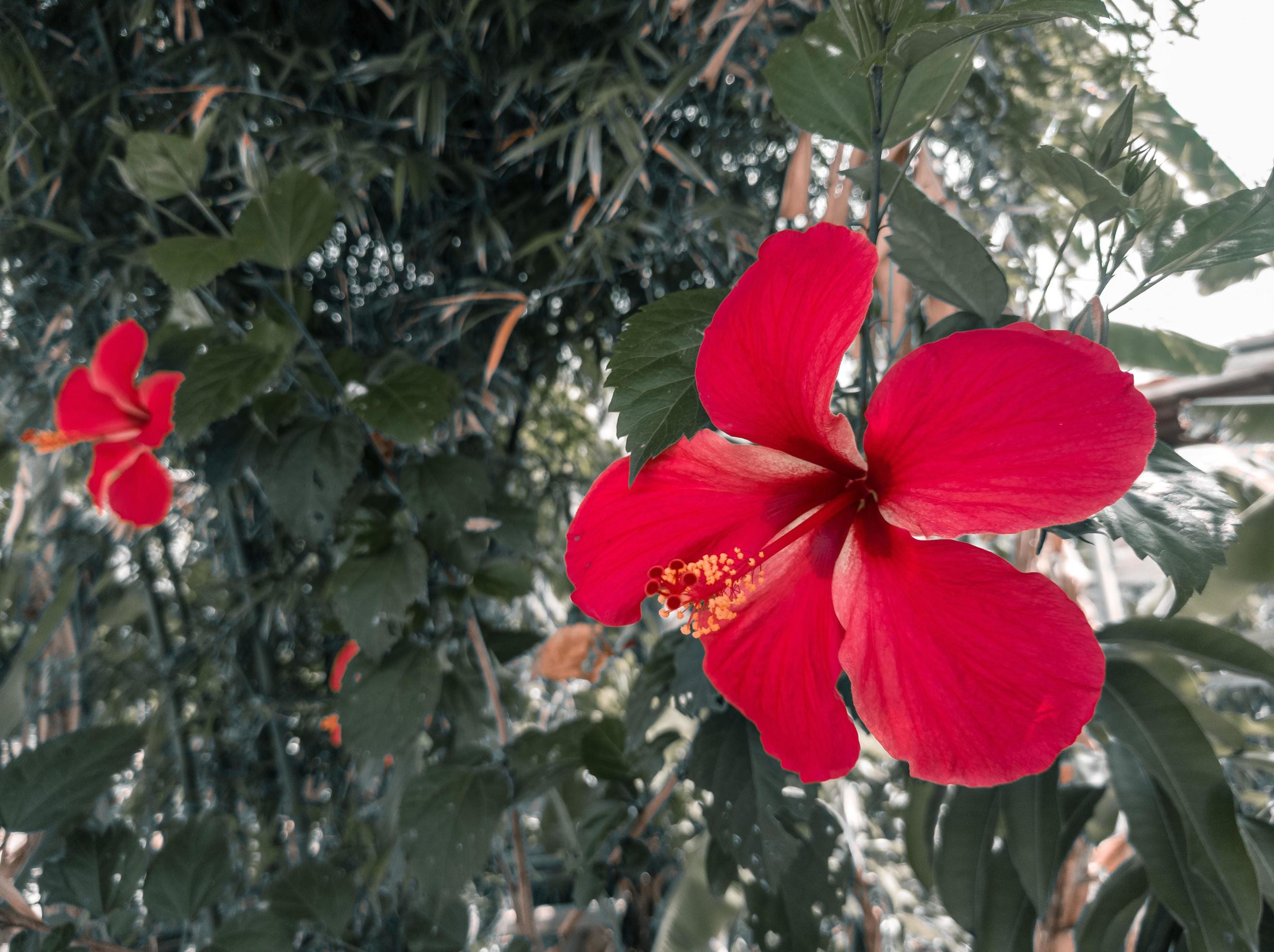 Red hibiscus flower in the garden,vintage tone use for texture background natural. Stock Free