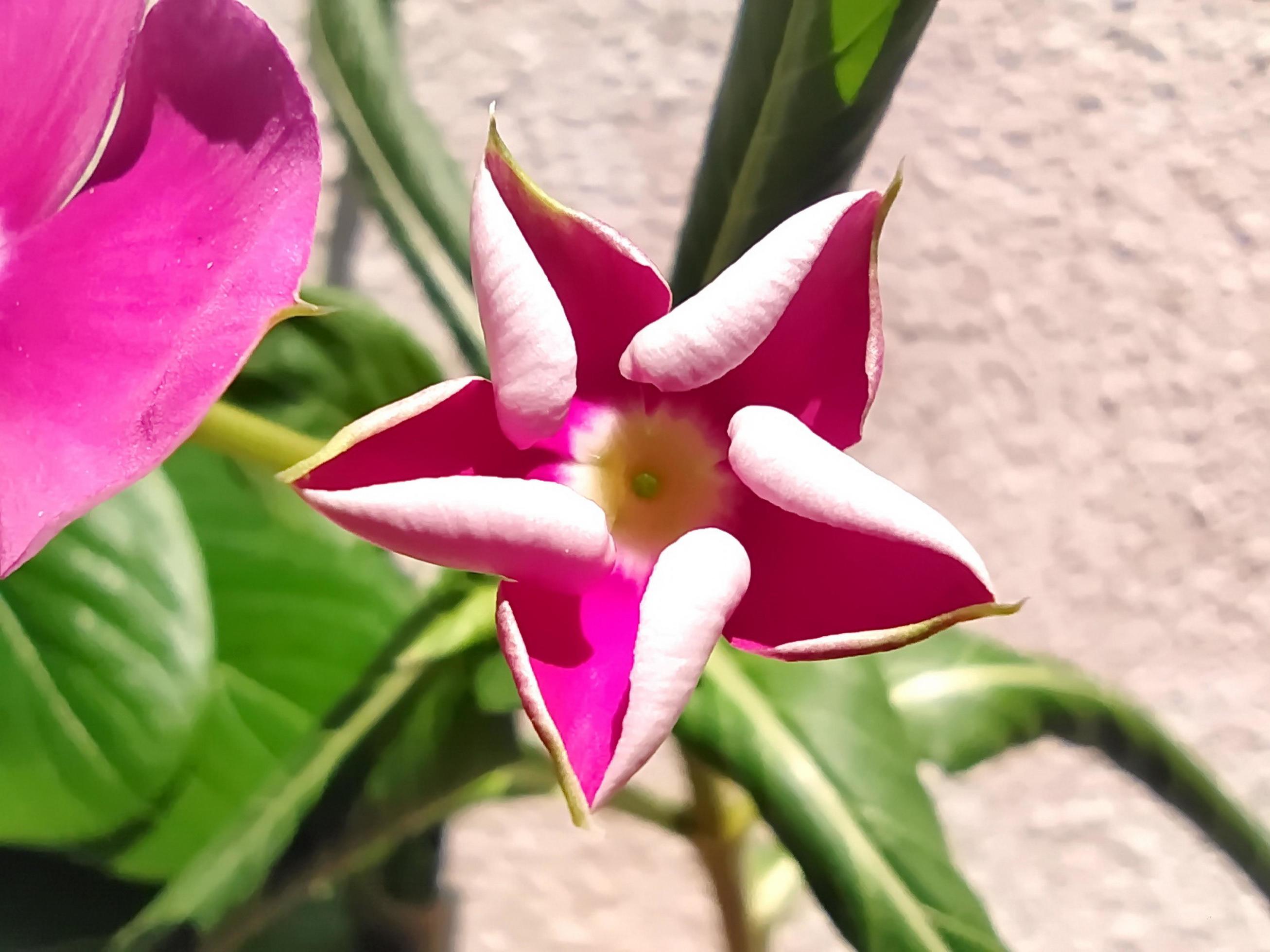 Macro of a bright pink flower bud. Stock Free