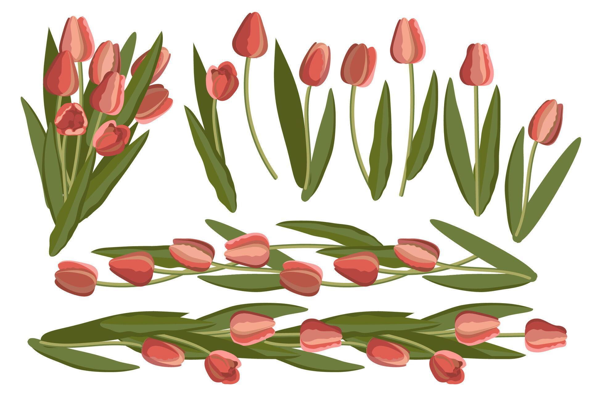 Vintage tulip. Set of bright flowers and leaves. Vector illustration. Stock Free