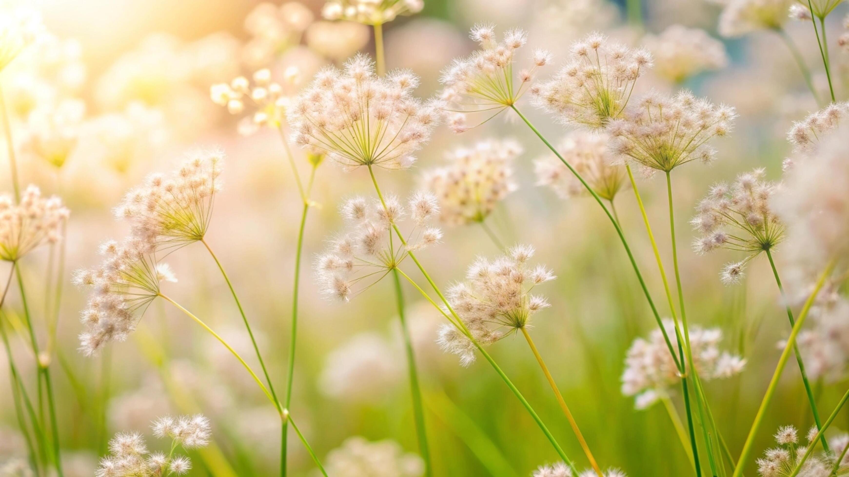 Blooming grass flowers on a white background. Stock Free