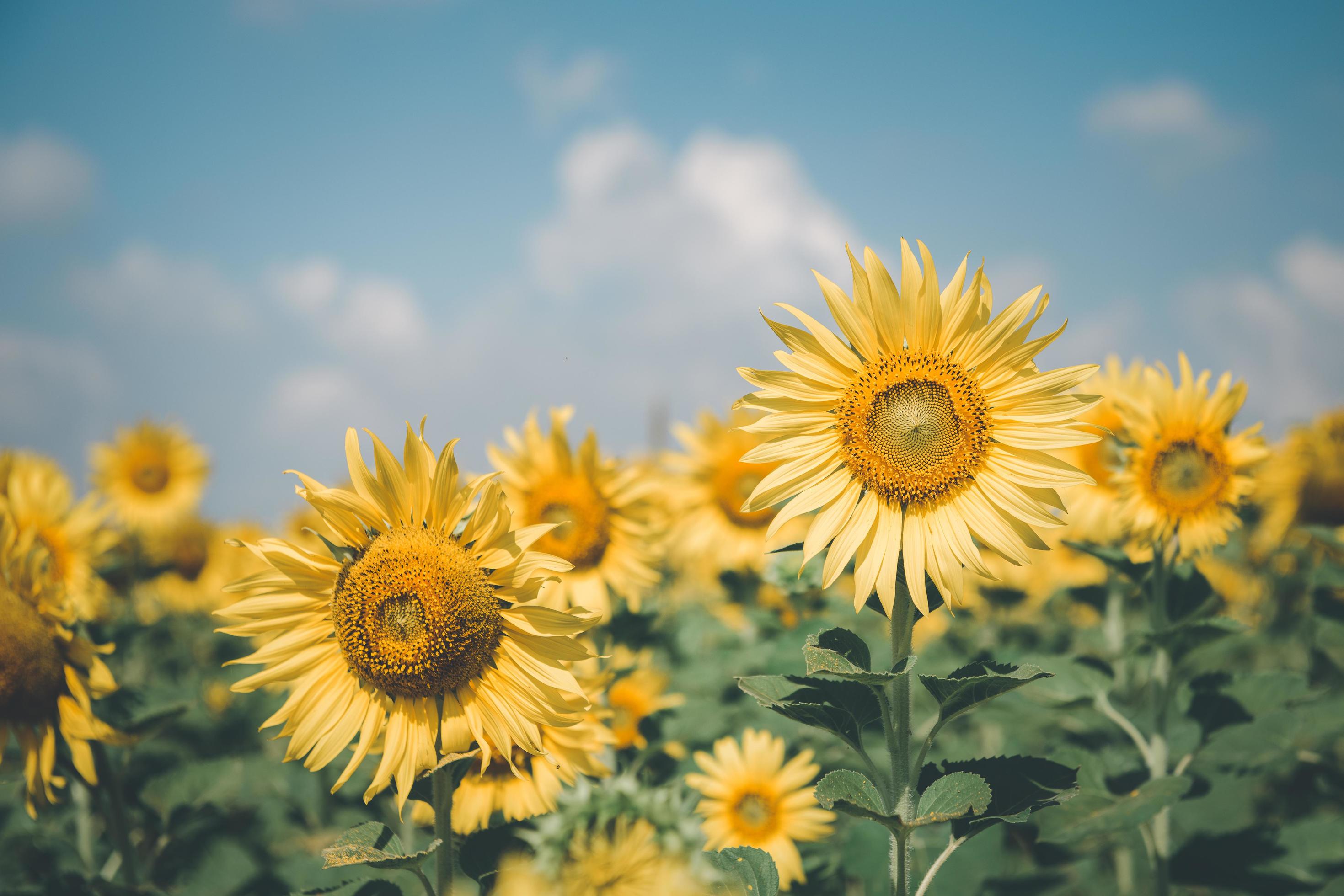 Beautiful sunflower flower blooming in sunflowers field on winter season, vintage tone Stock Free