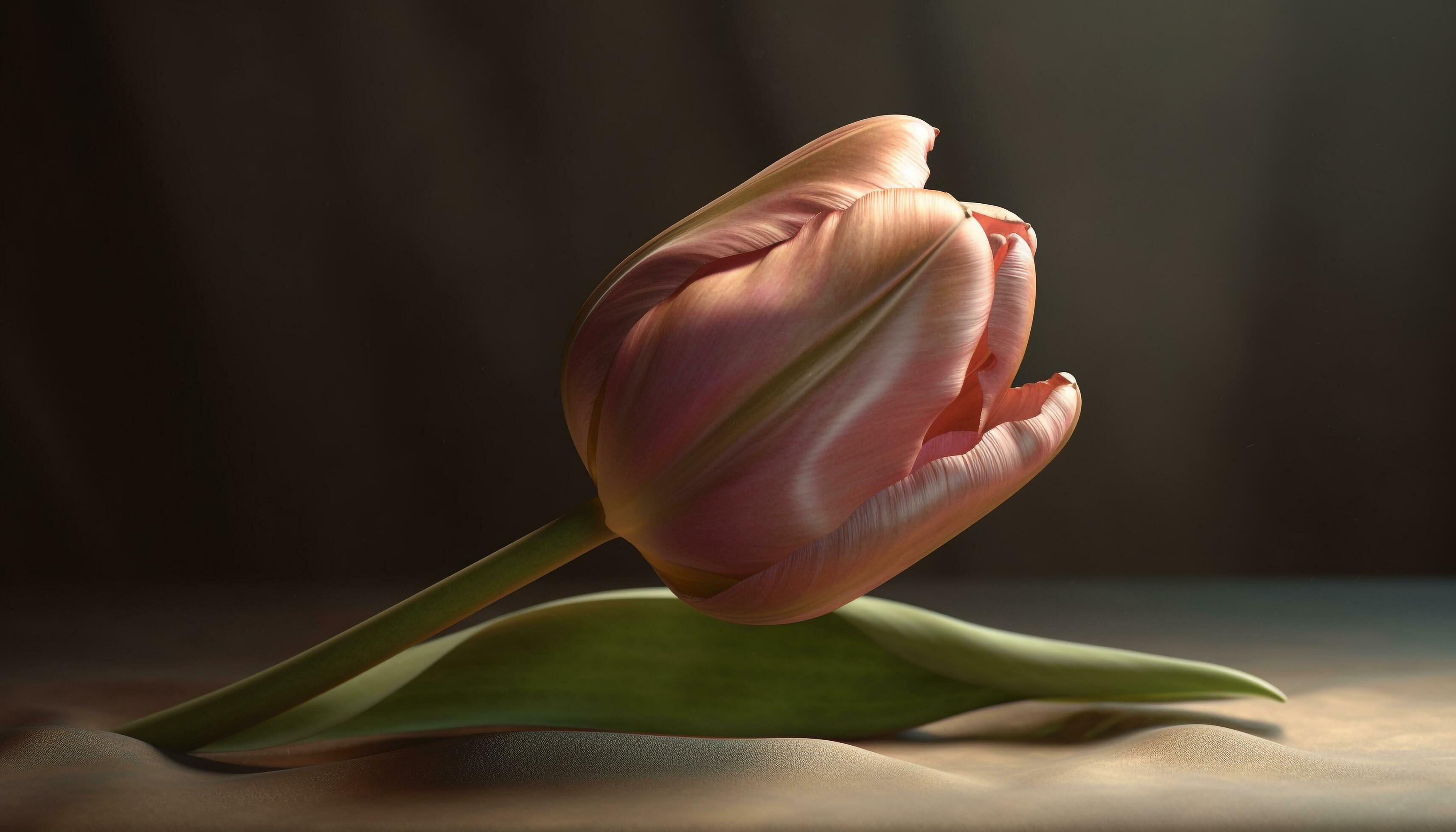 Fresh pink tulip blossom in nature beauty, a single flower generated by AI Stock Free