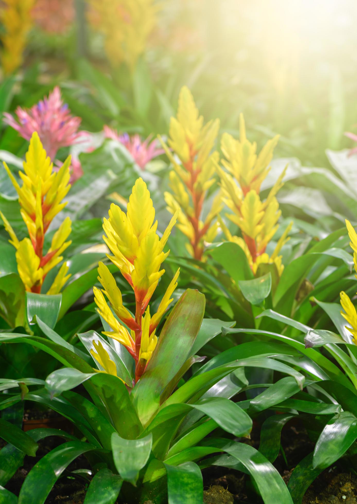 Beautiful yellow bromeliad flower in garden Stock Free