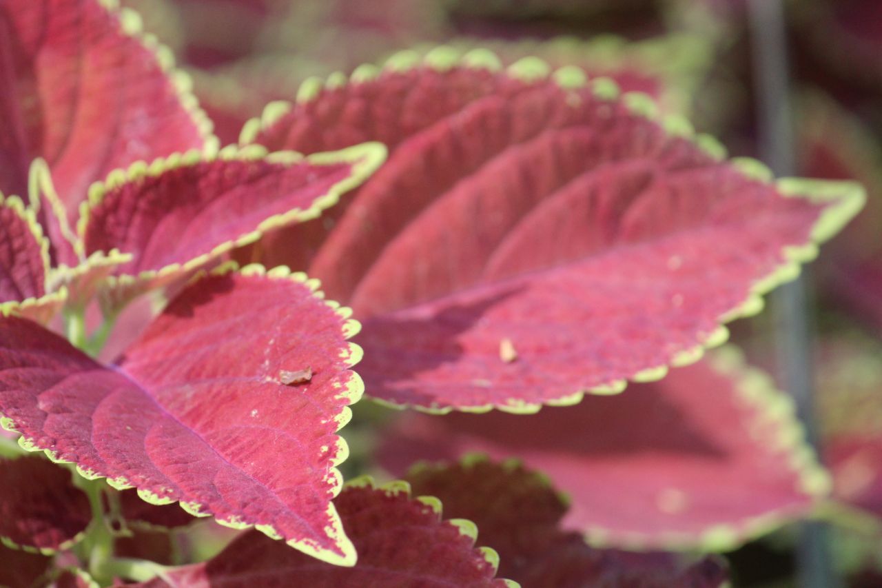 Red Leaves Stock Free