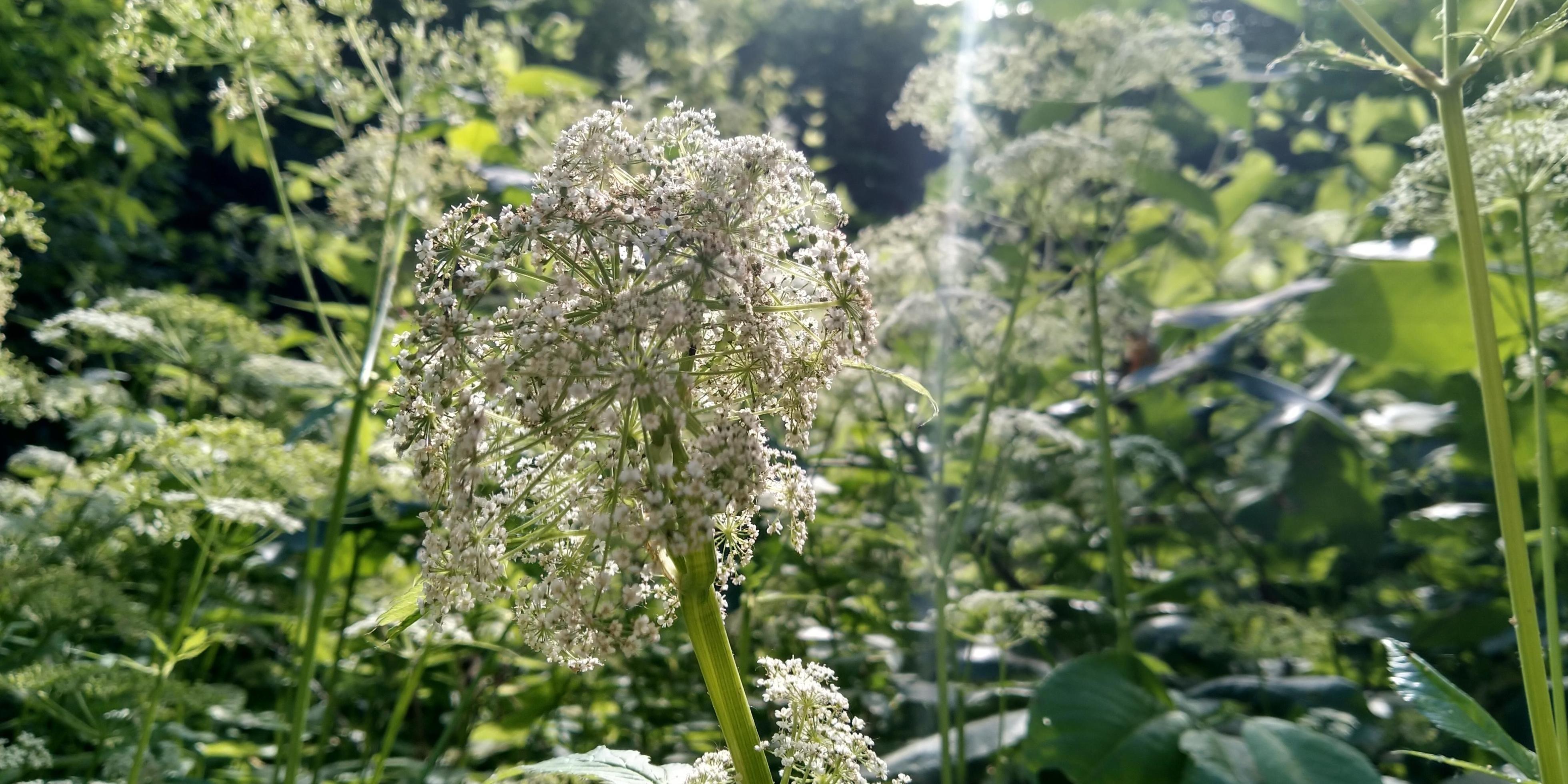 Toxic plants. Flowers blooming. Nature picture. Stock Free