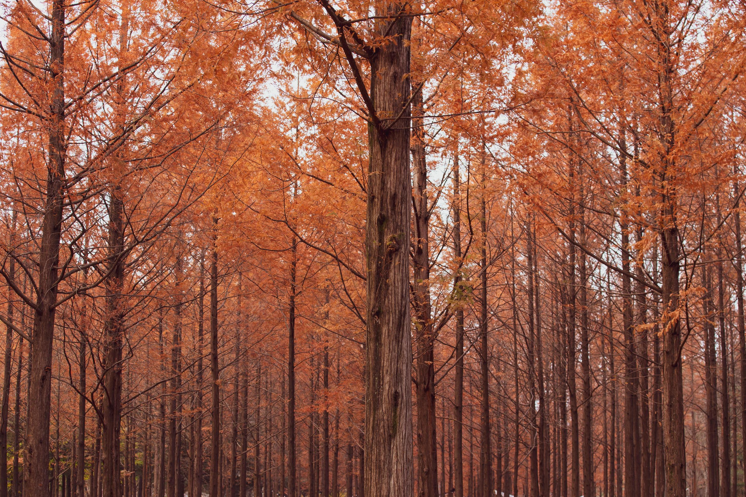 Autumnal pine forest. abstract natural background with tall of pine Stock Free