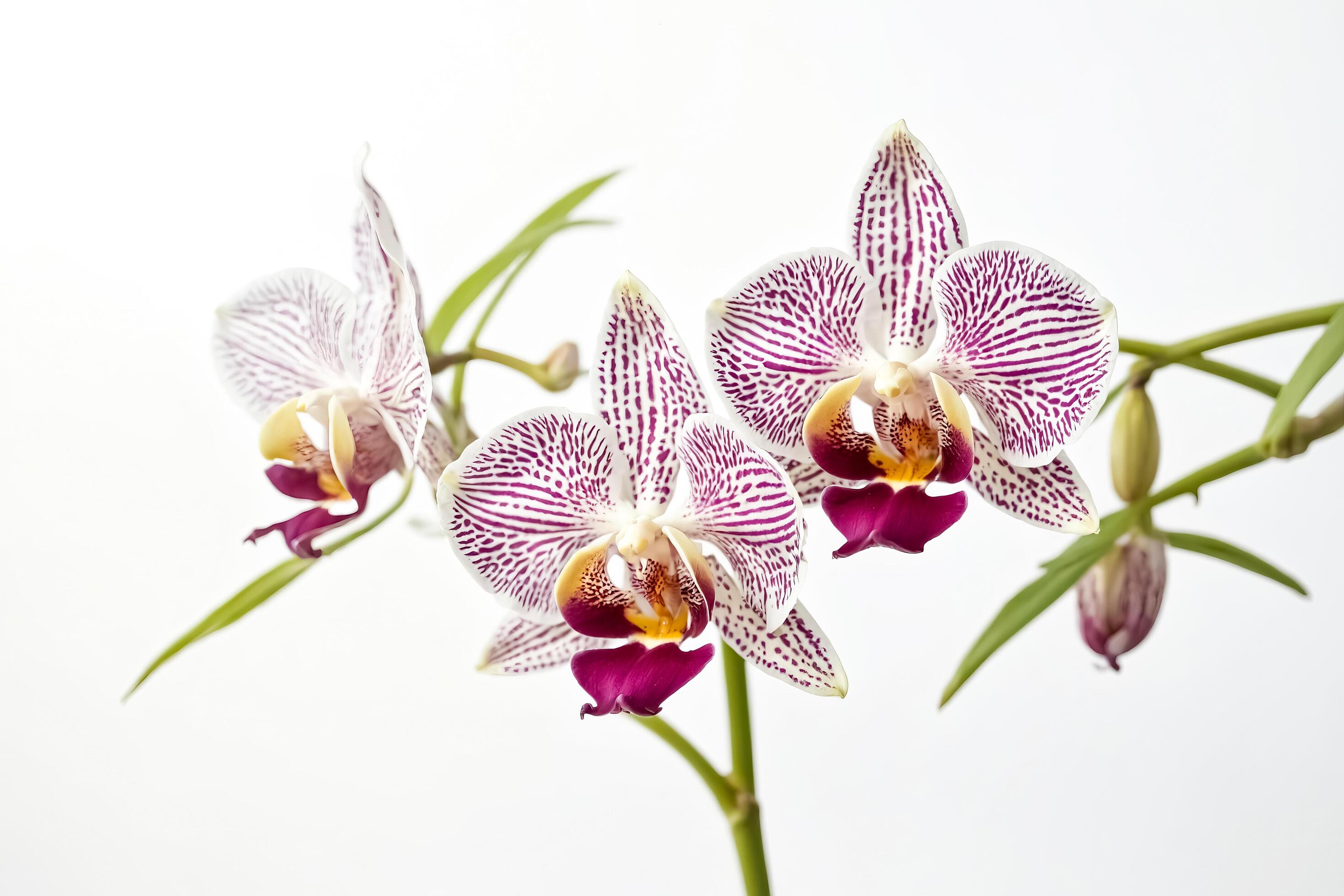 White and purple orchid flower on white background Stock Free