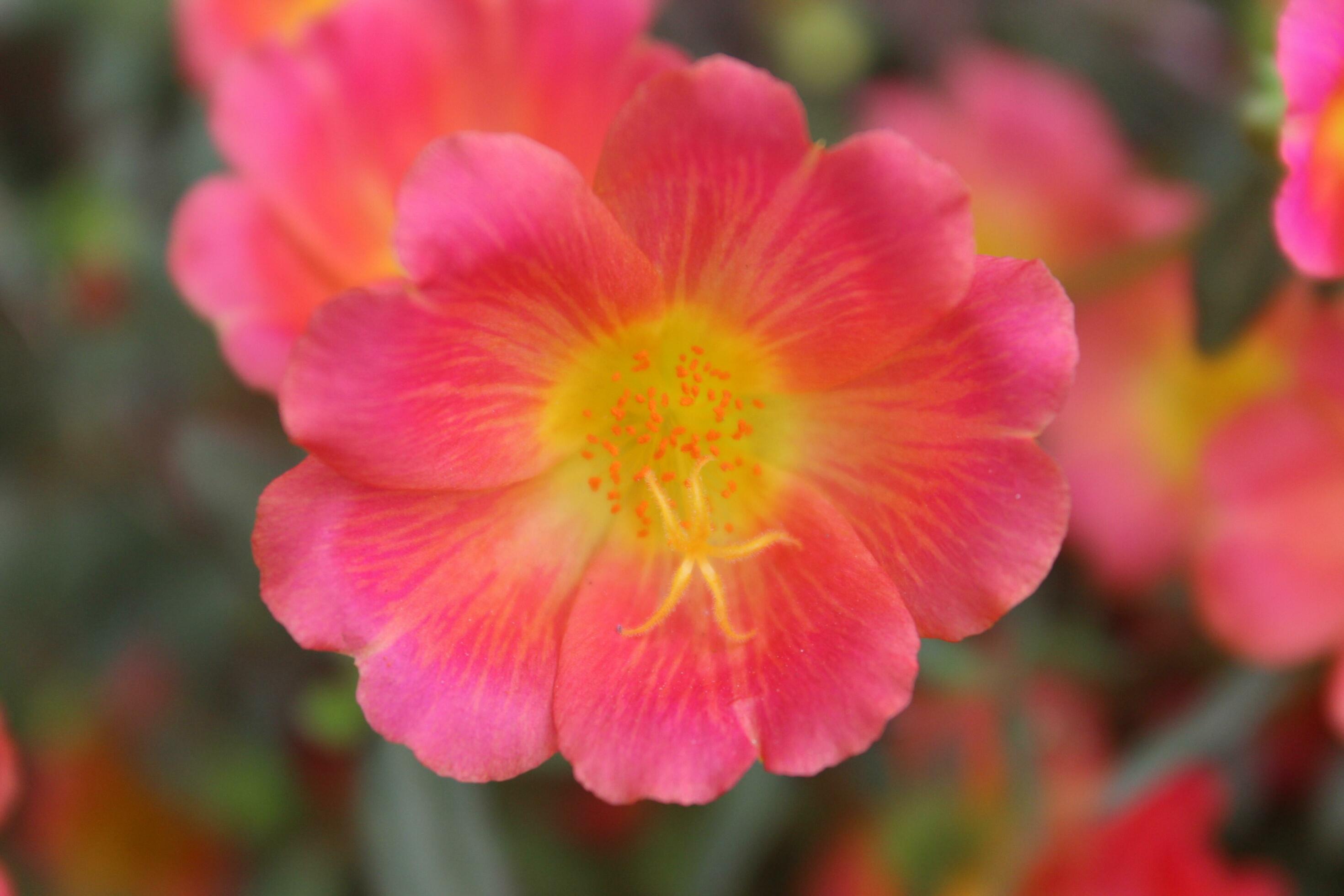 Portulaca oleracea common purslane, also known as verdolaga, red root, or pursley is an annual succulent in the family Portulacaceae. Stock Free