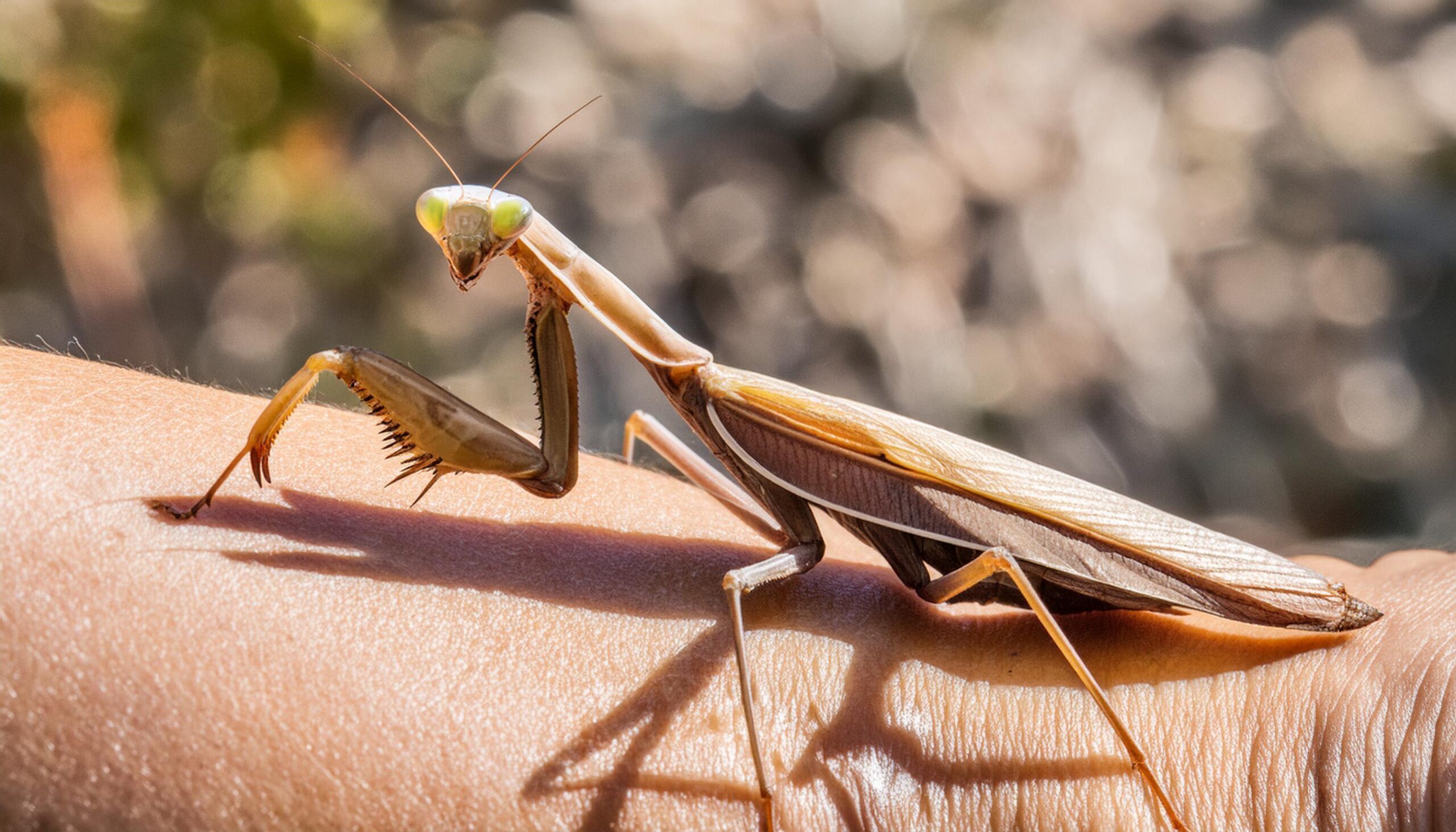 AI praying mantis Free Photo